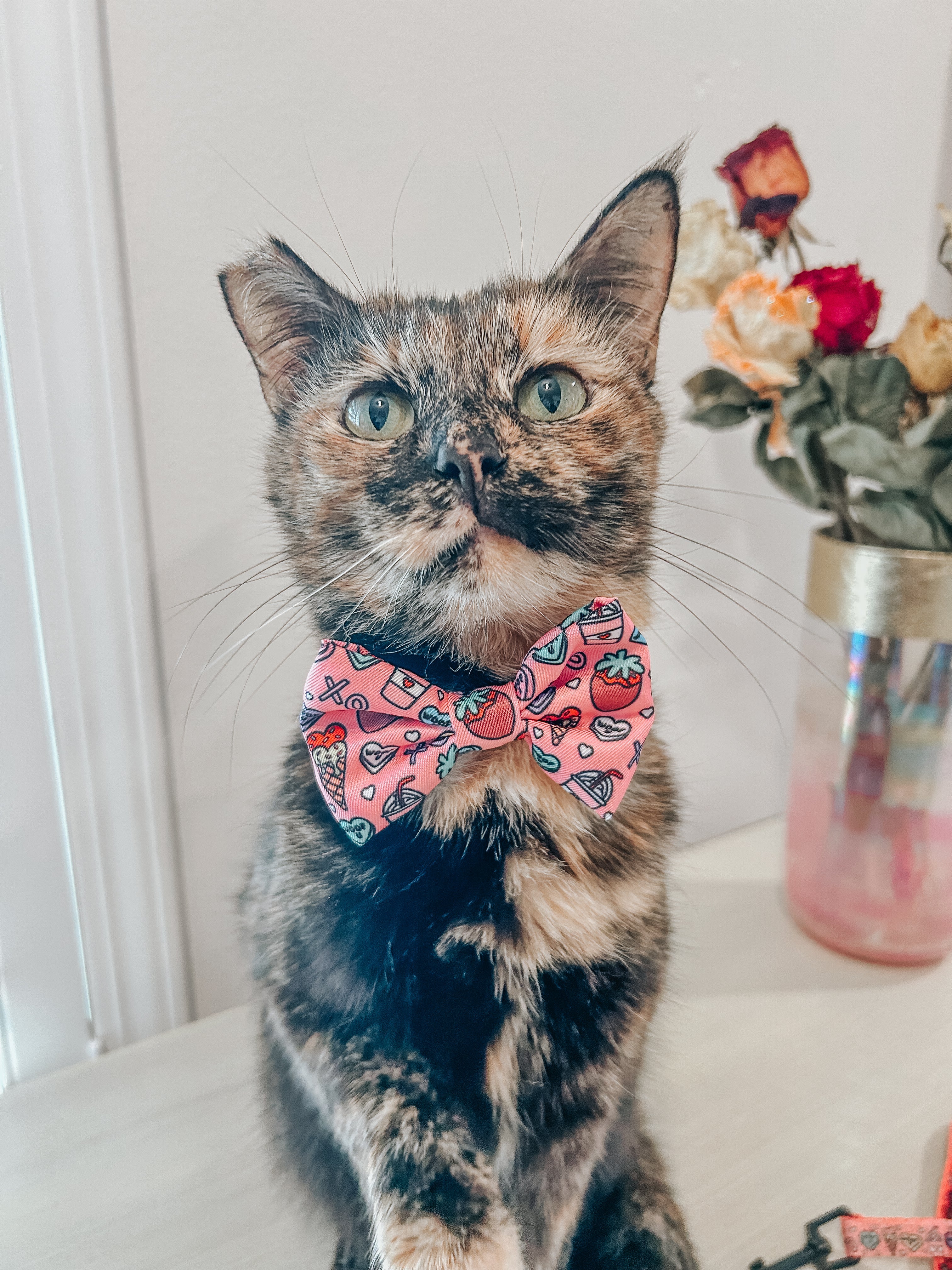 Cat Collar - I Chews You