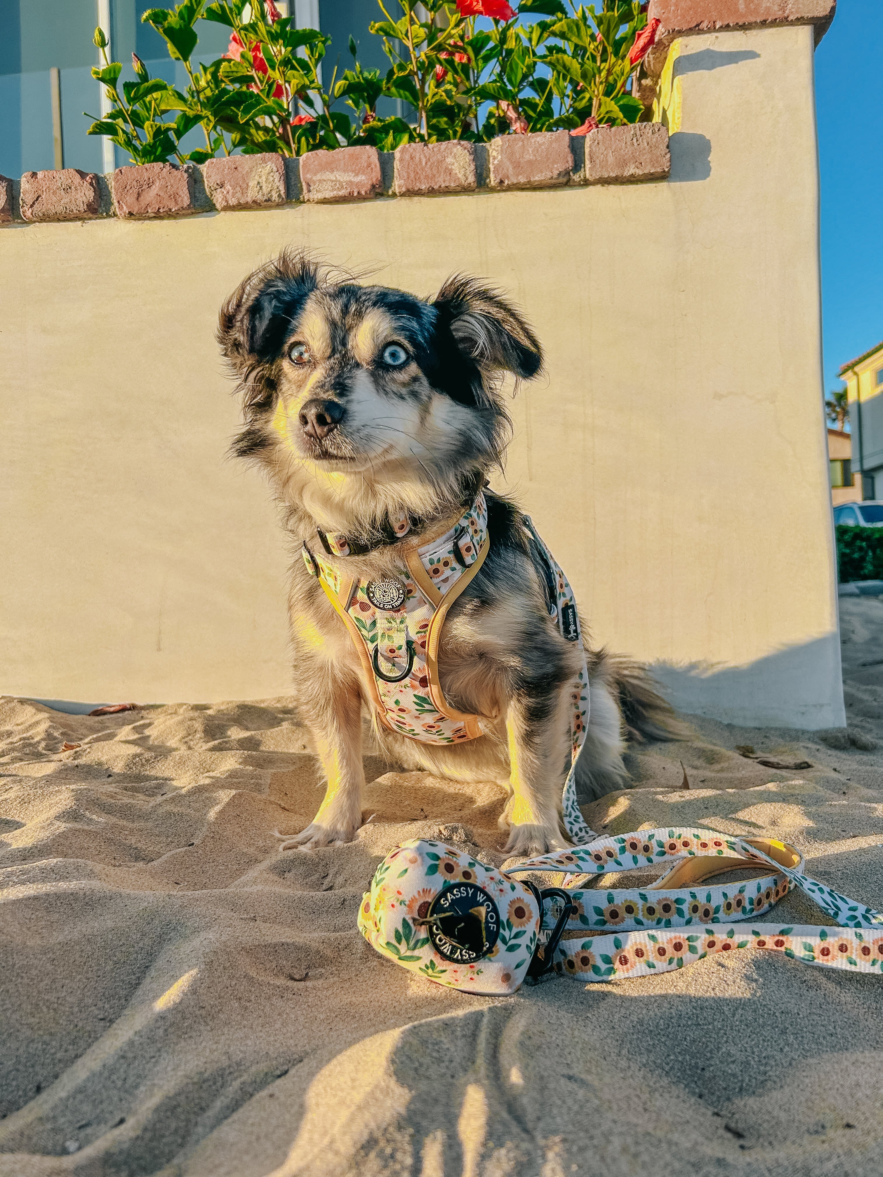 Dog Collar - Sunflower Dreams
