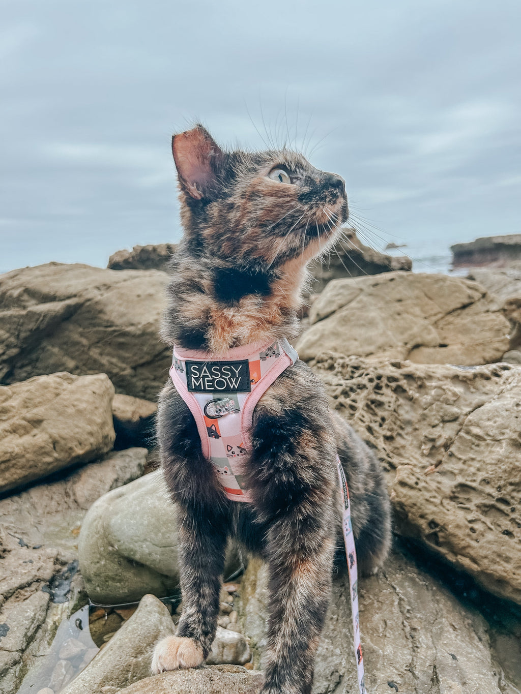 Cat Step-In Harness - Smitten Kittens