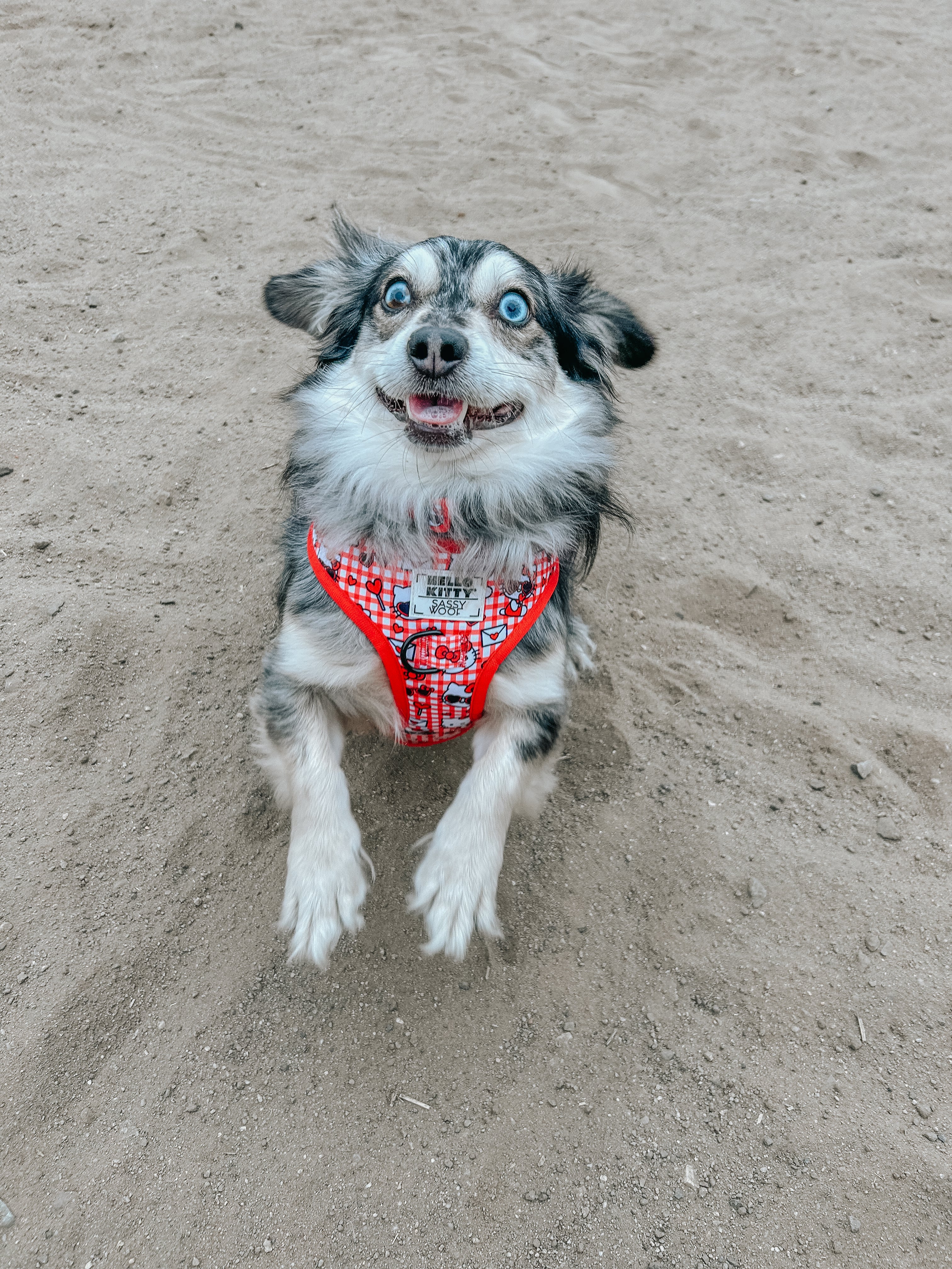 Dog Adjustable Harness - Hello Kitty® Red Classic