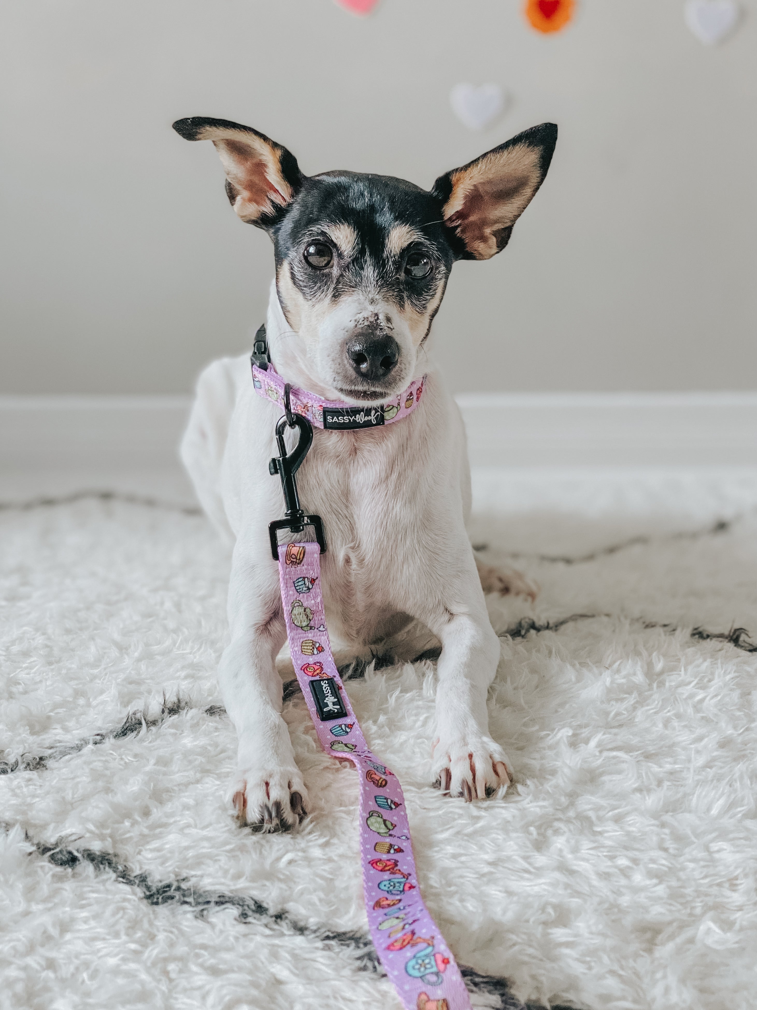 Dog Collar - Tea Pawty