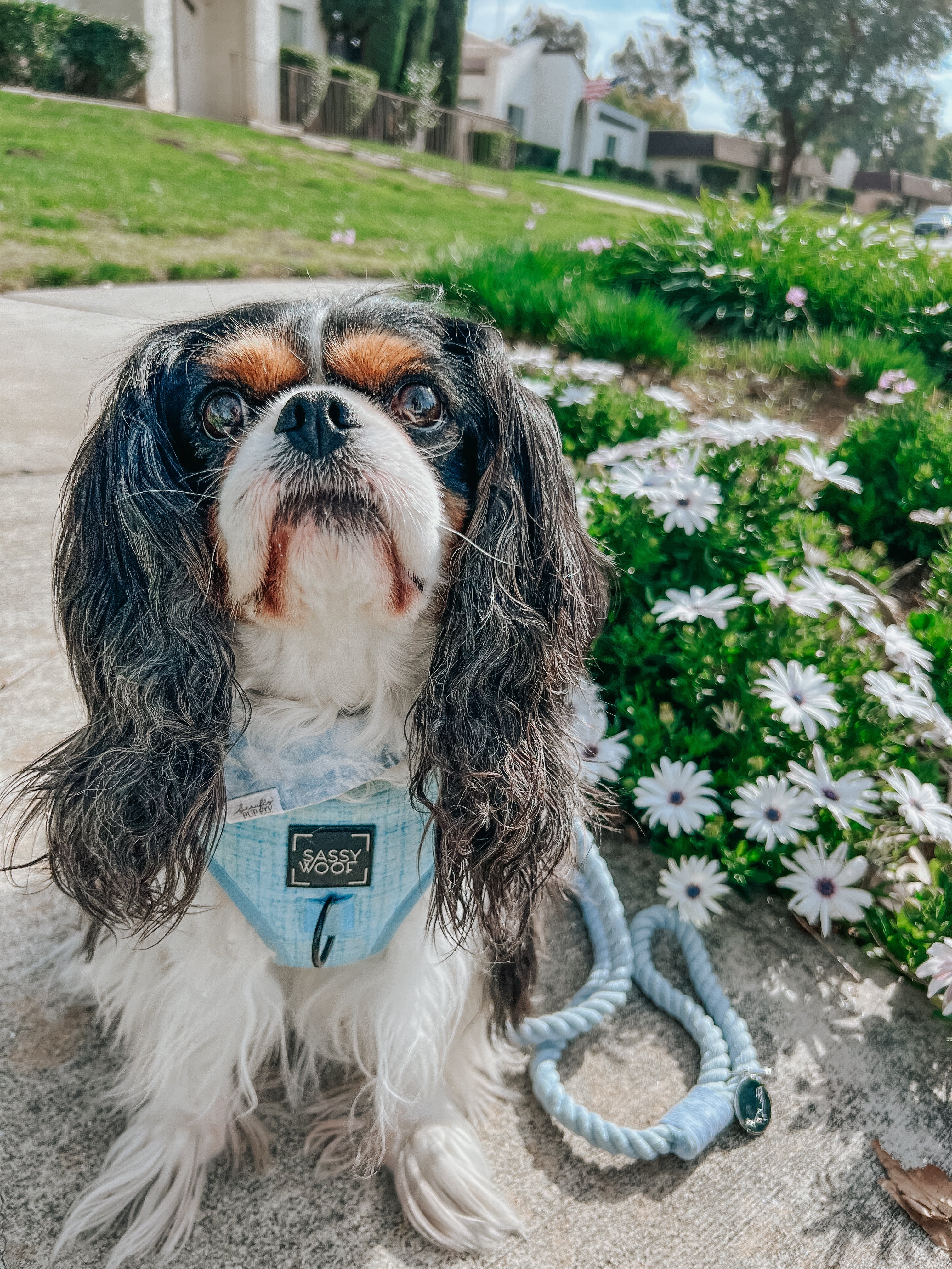 Dog Rope Leash - Azul