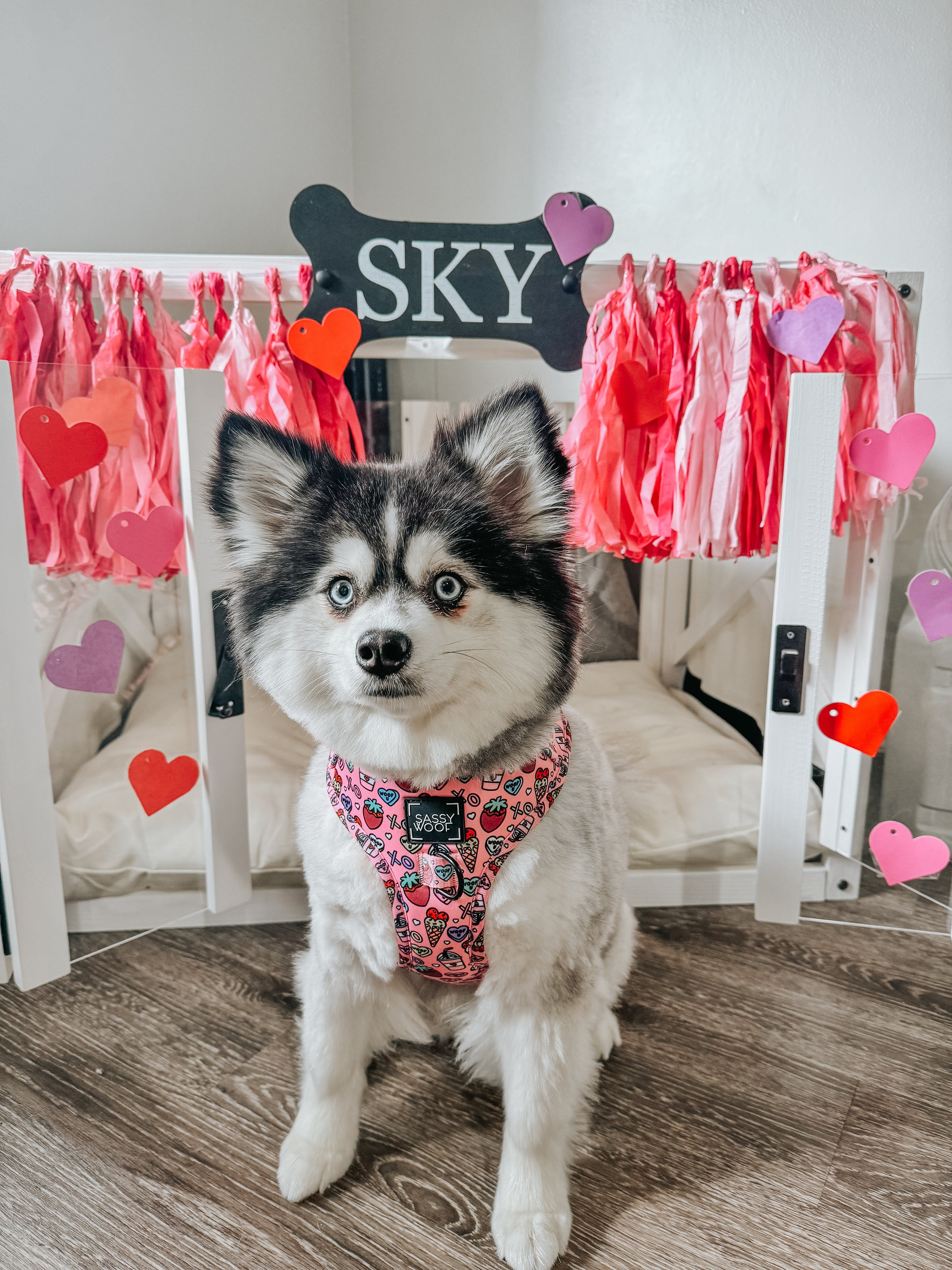 Dog Adjustable Harness - I Chews You