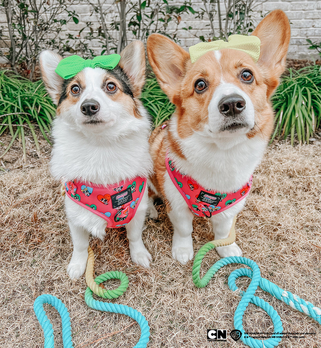 Dog Adjustable Harness - The Powerpuff Girls™ (Love)