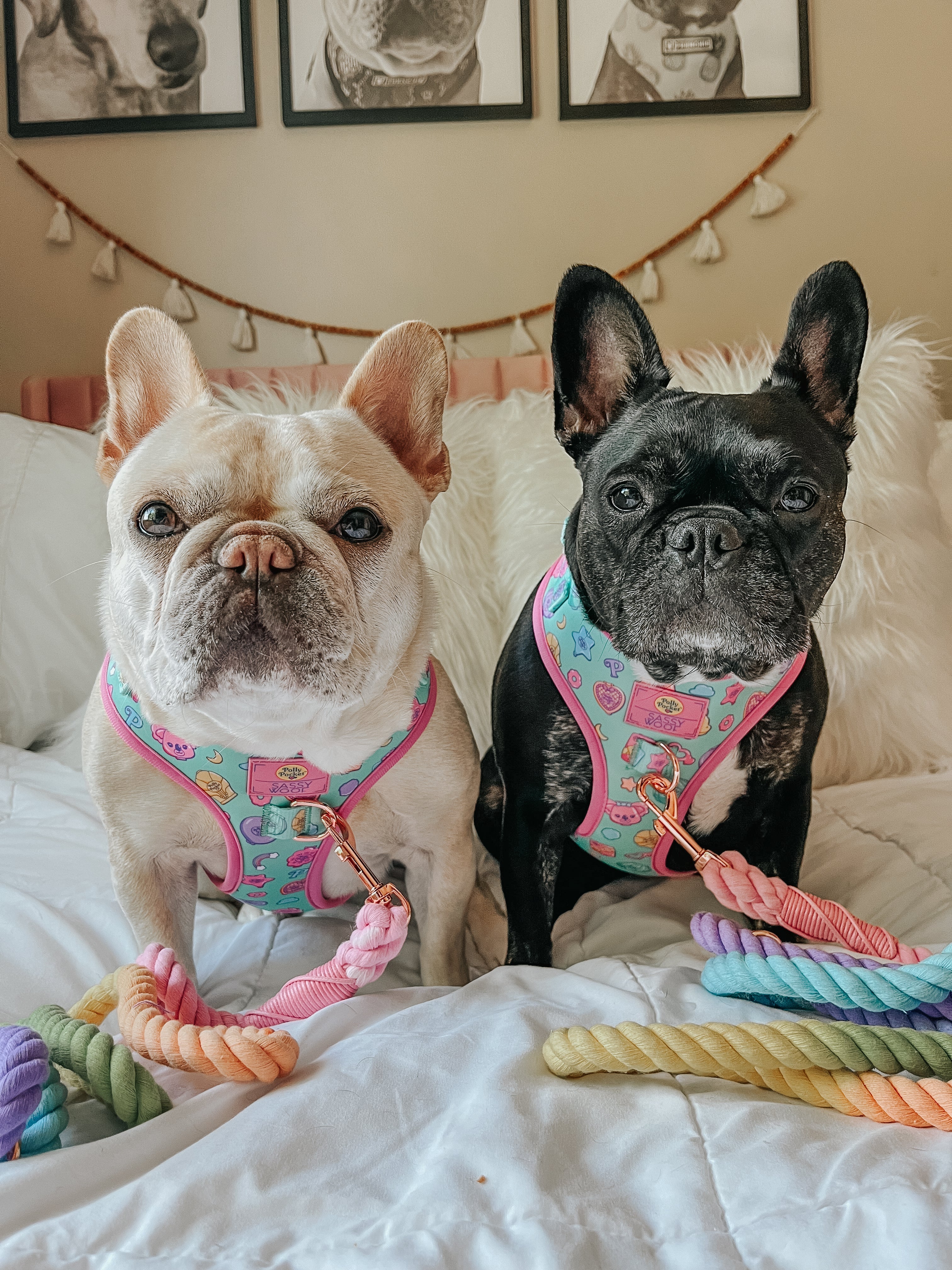 Dog Adjustable Harness - Polly Pocket™