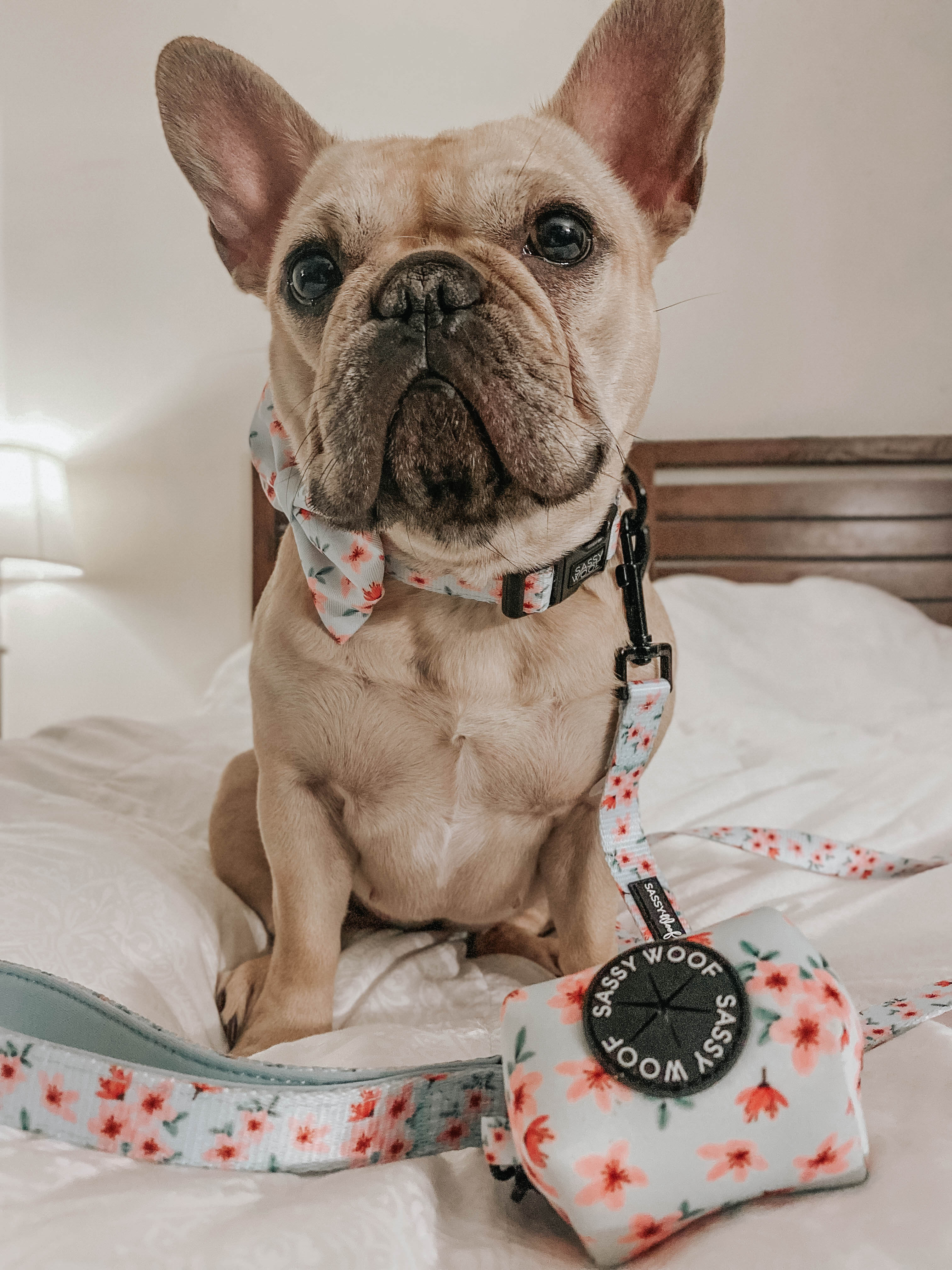 Dog Collar - Sakura