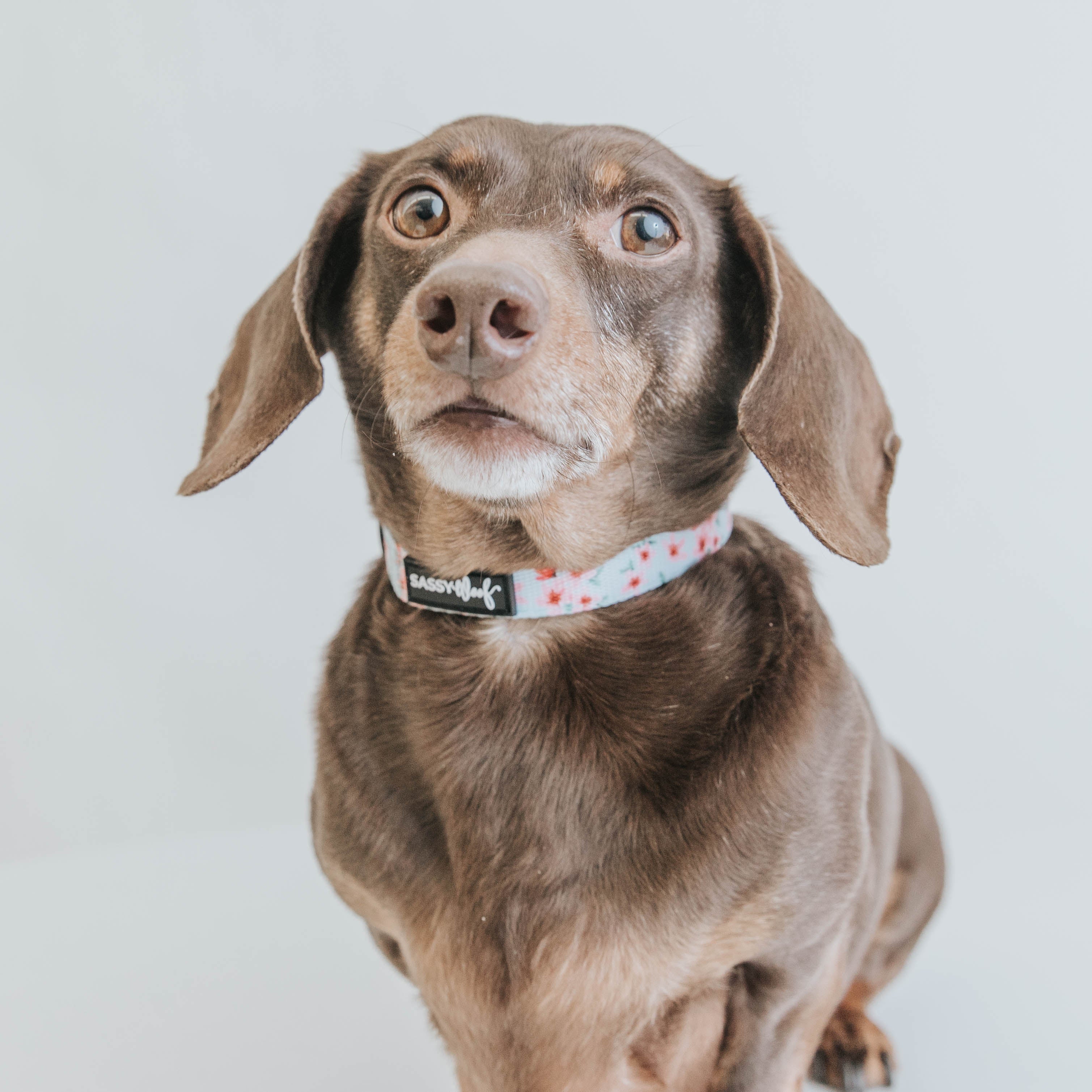 Dog Collar - Sakura