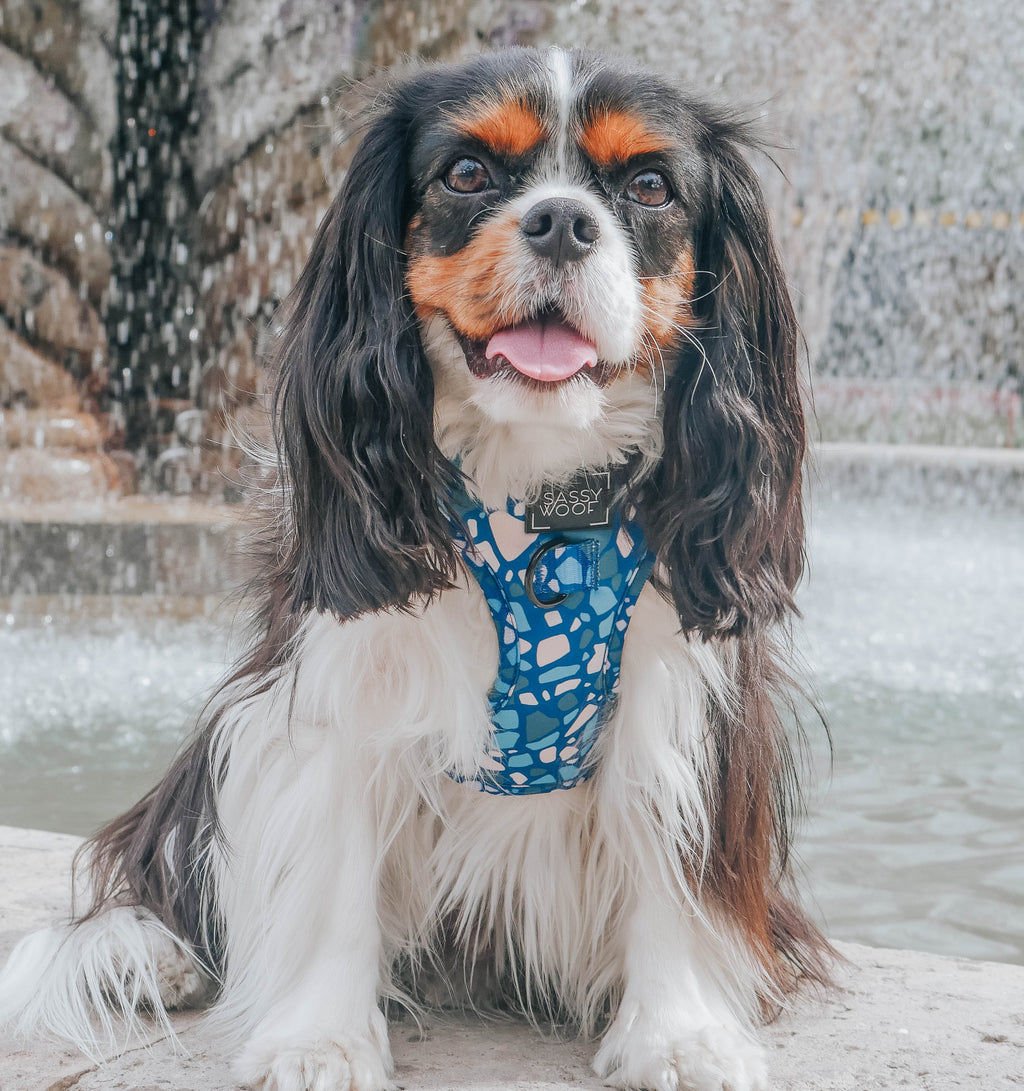 Dog Adjustable Harness - Santorini