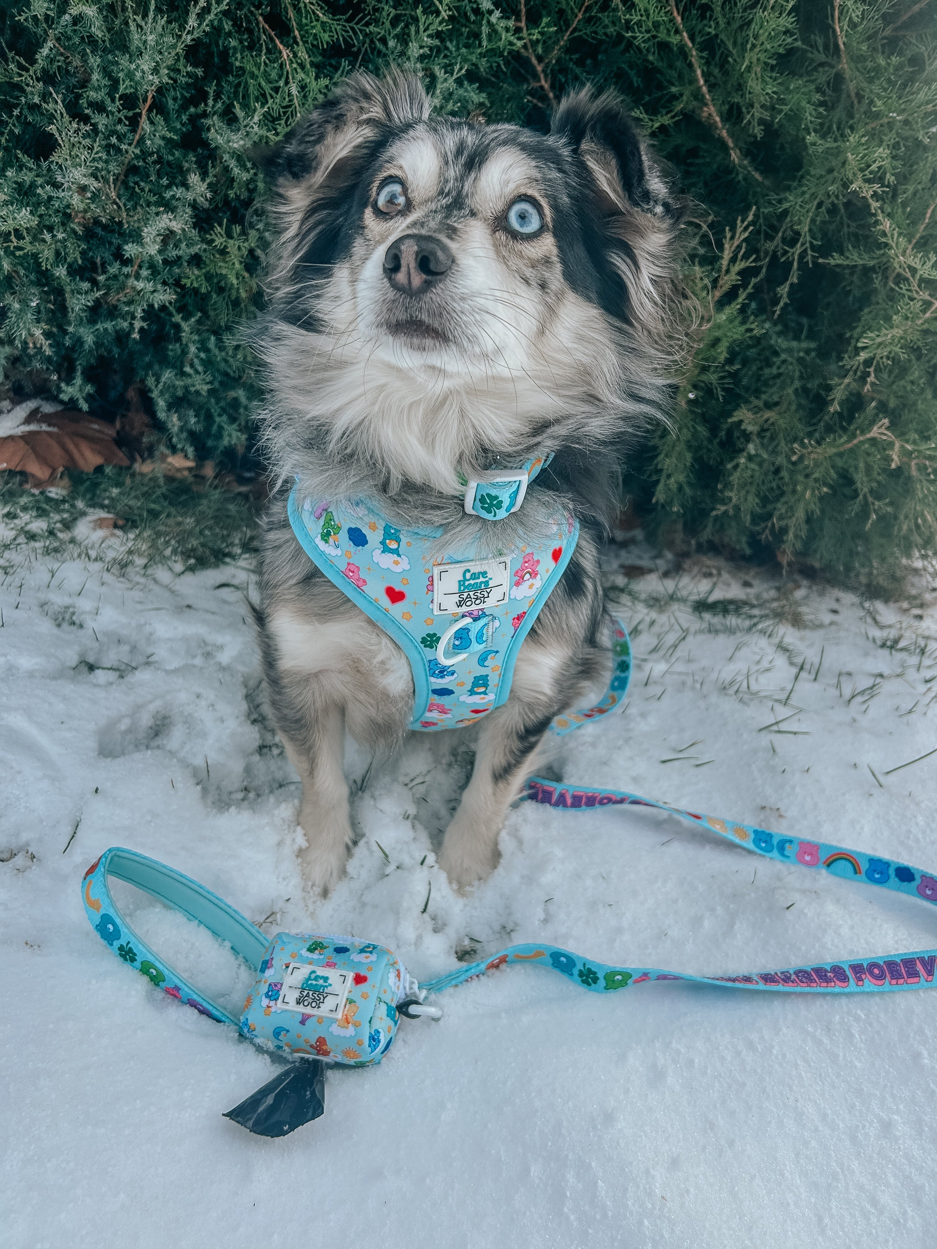 Dog Adjustable Harness - Care Bears™ Care-a-Lot
