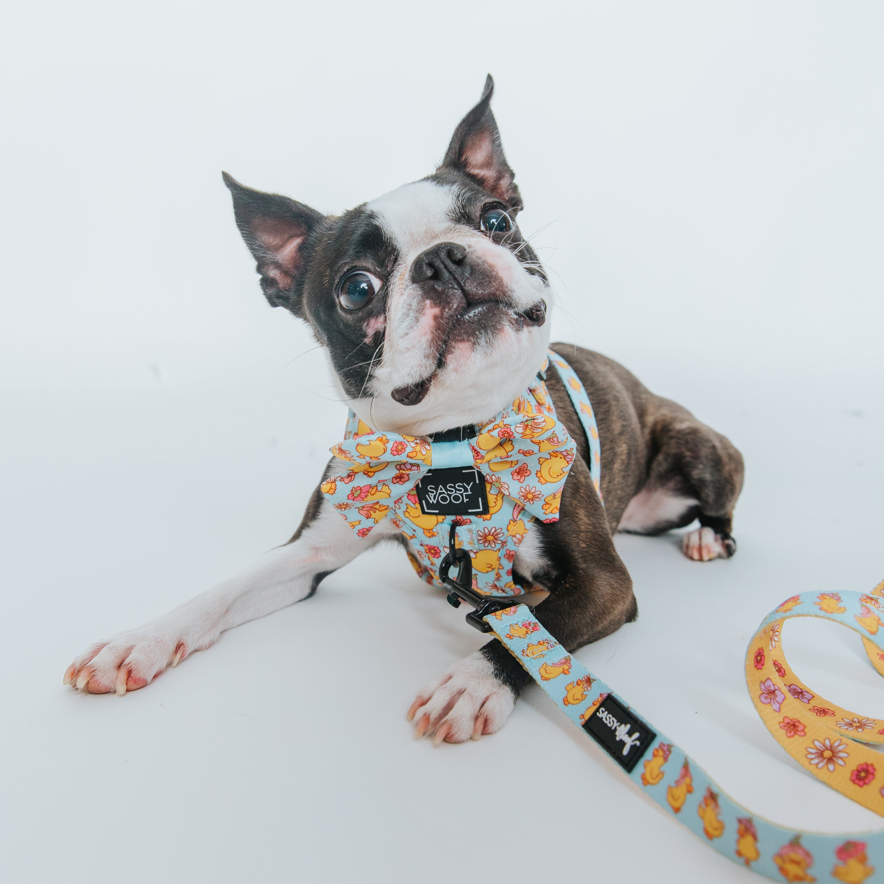 Dog Collar - Good Duck, Babe!