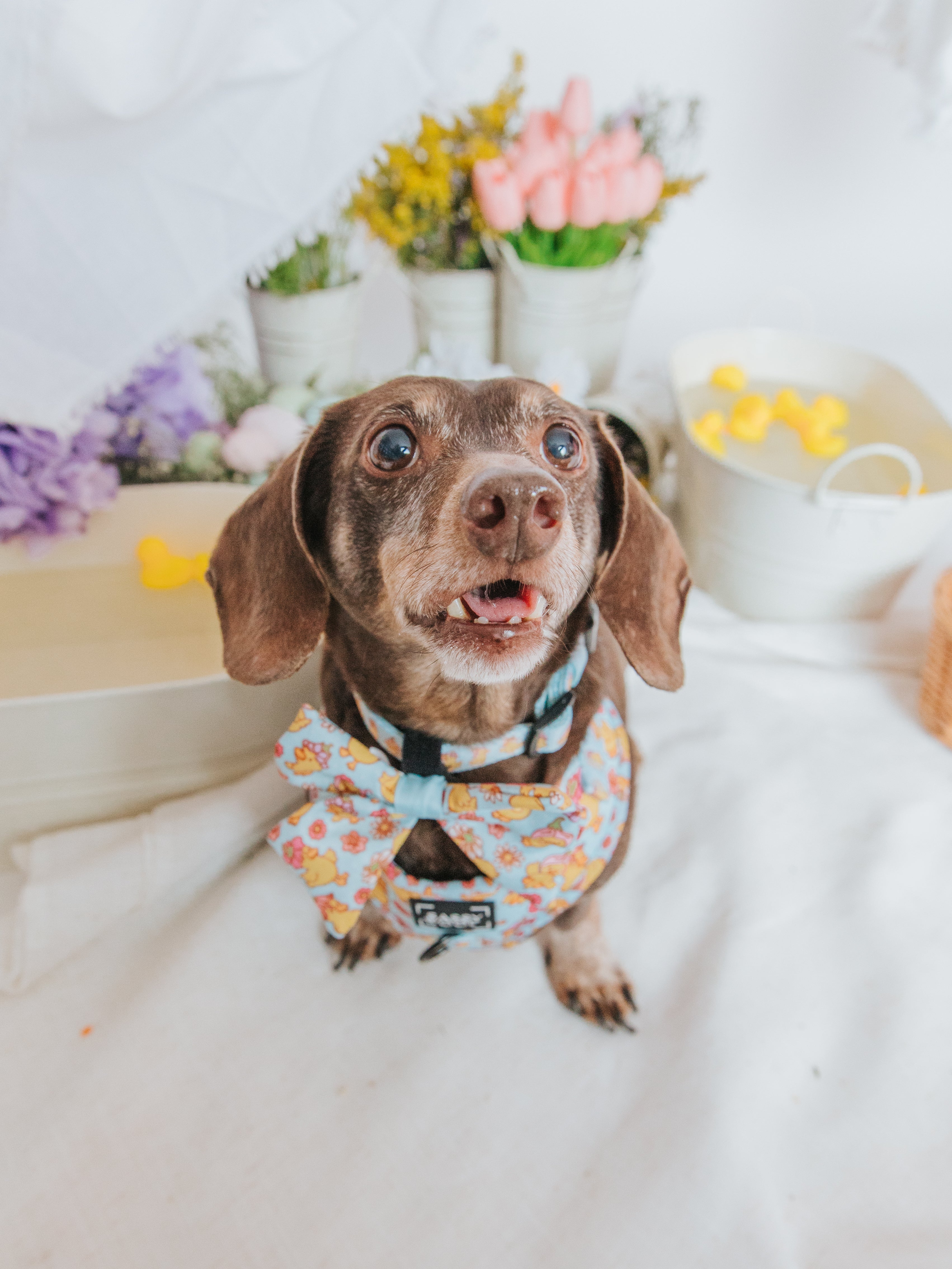 Dog Collar - Good Duck, Babe!