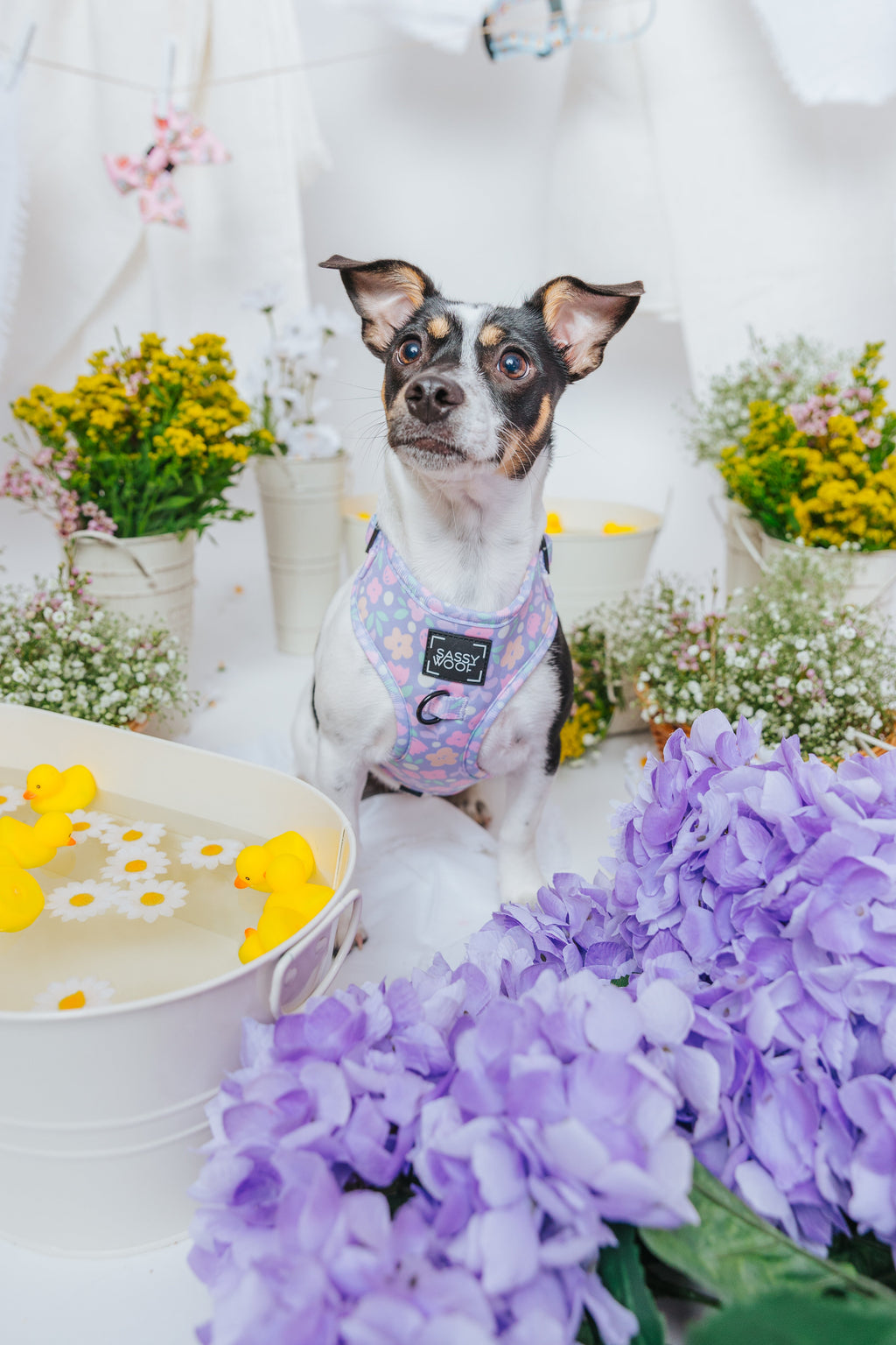 Dog Adjustable Harness - Fleur de Sass