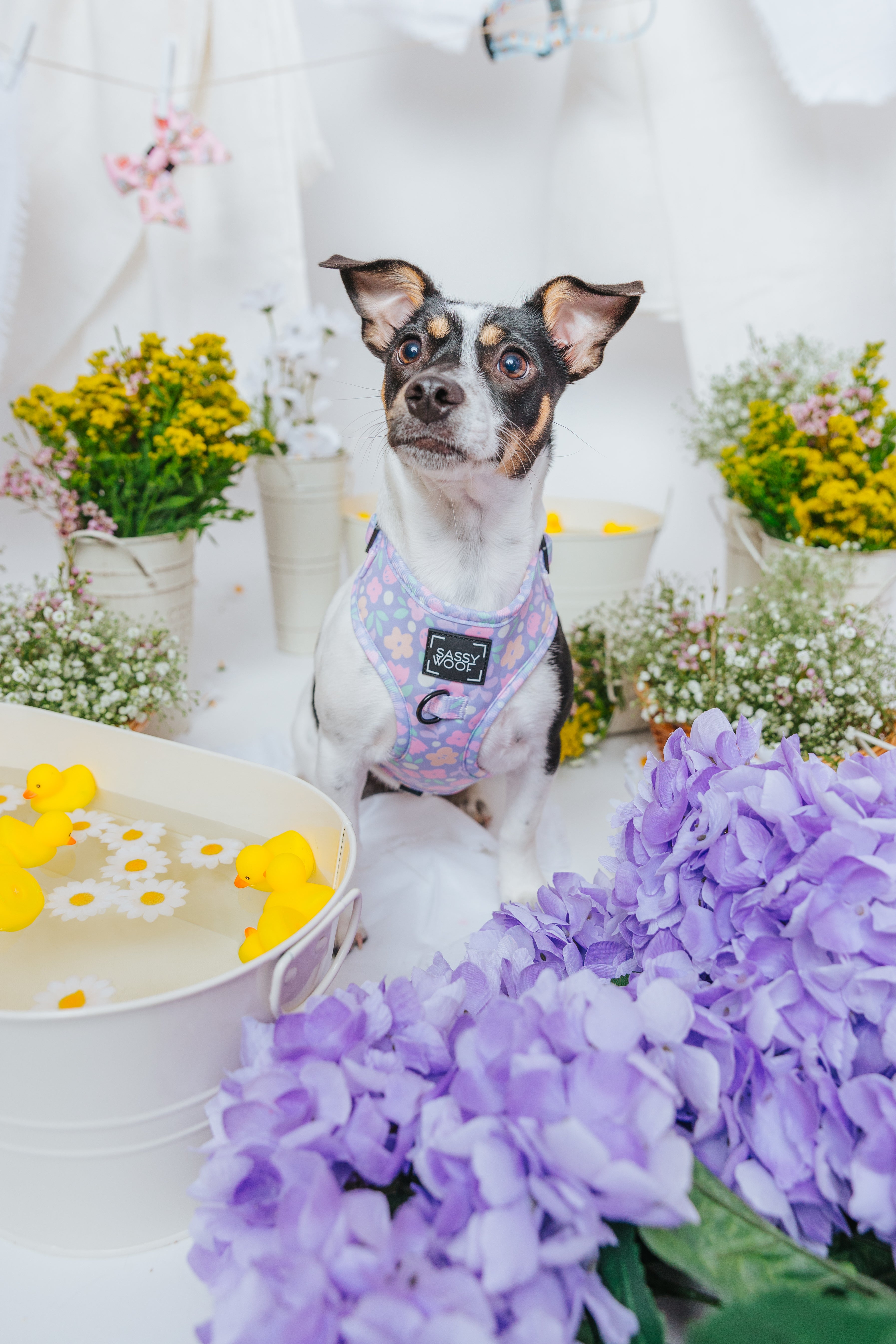 Dog Adjustable Harness - Fleur de Sass