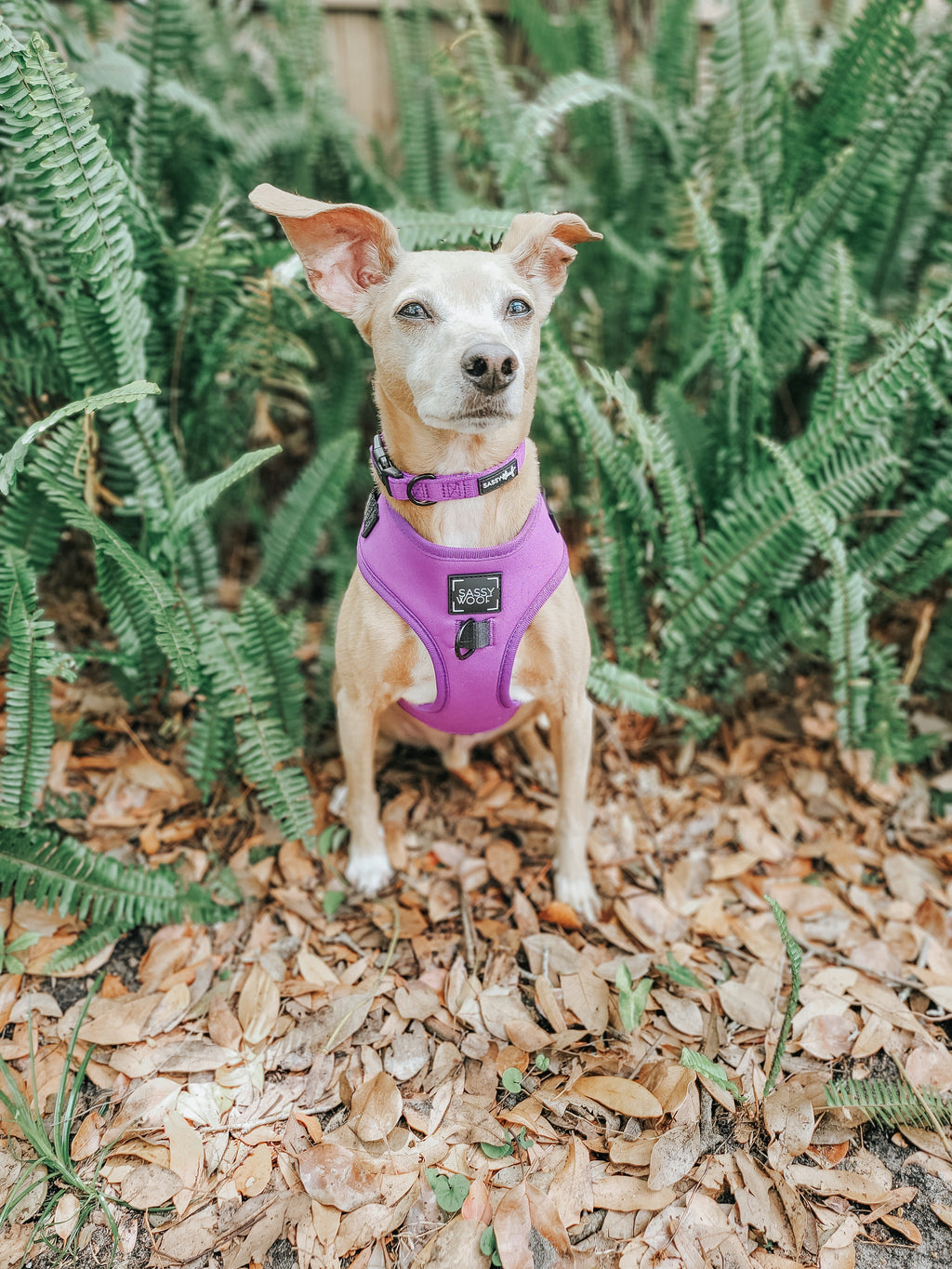 Dog Collar - Neon Purple