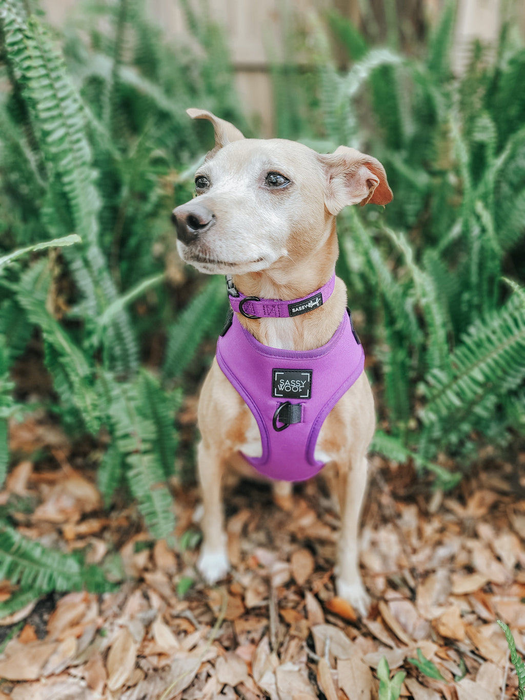 Dog Adjustable Harness - Neon Purple