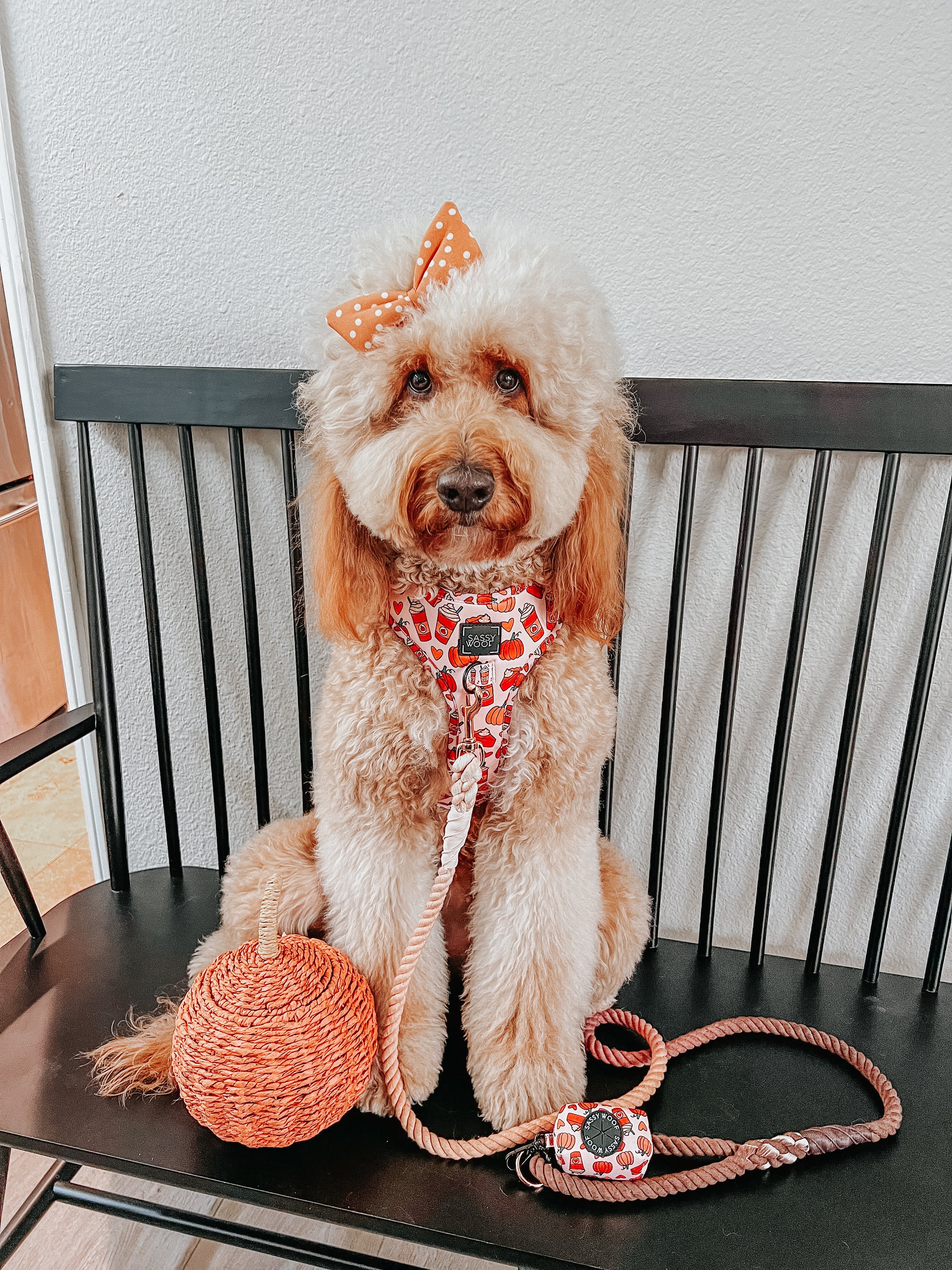 Dog Adjustable Harness - Pie There!