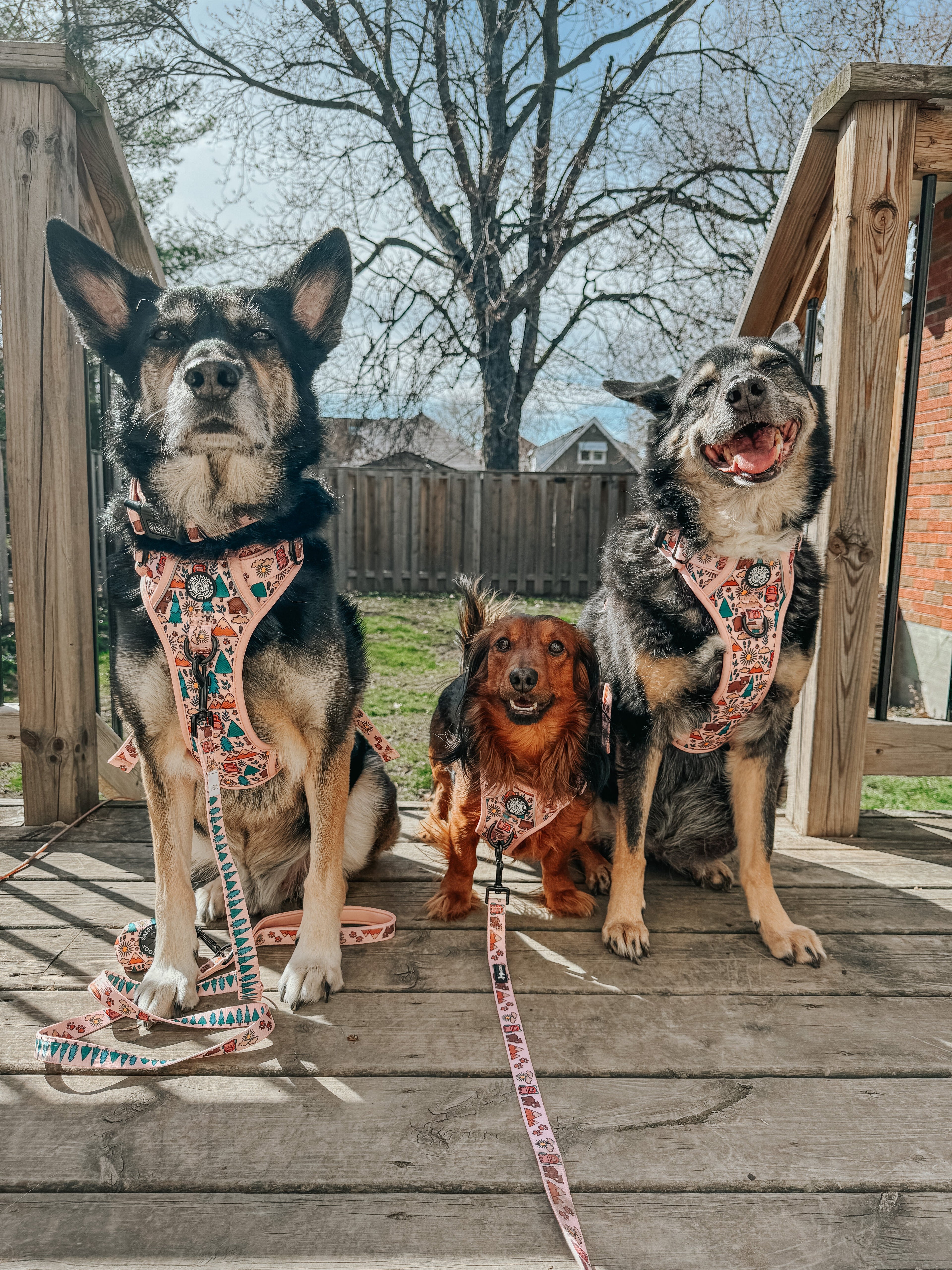Dog Collar - National Bark