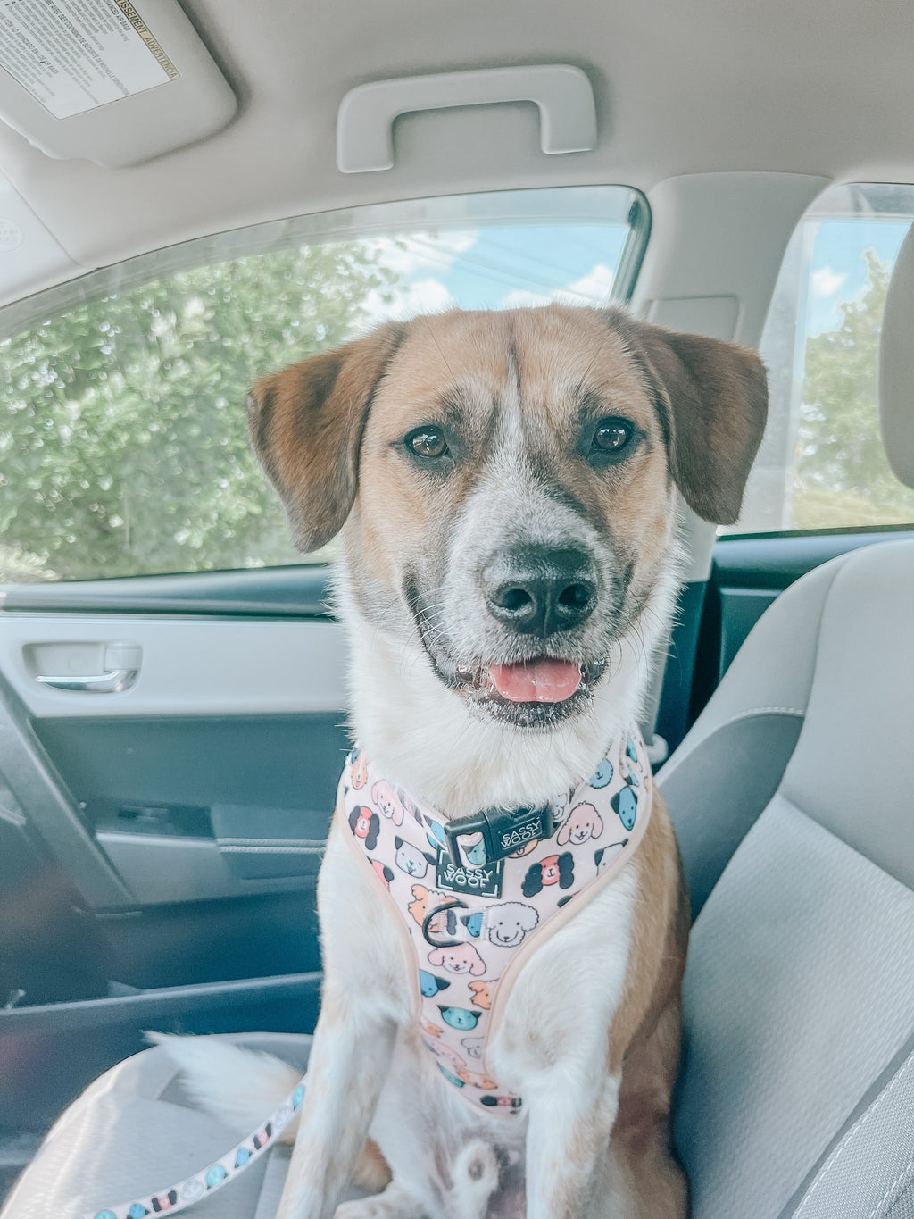 Dog Collar - Mixed With Love