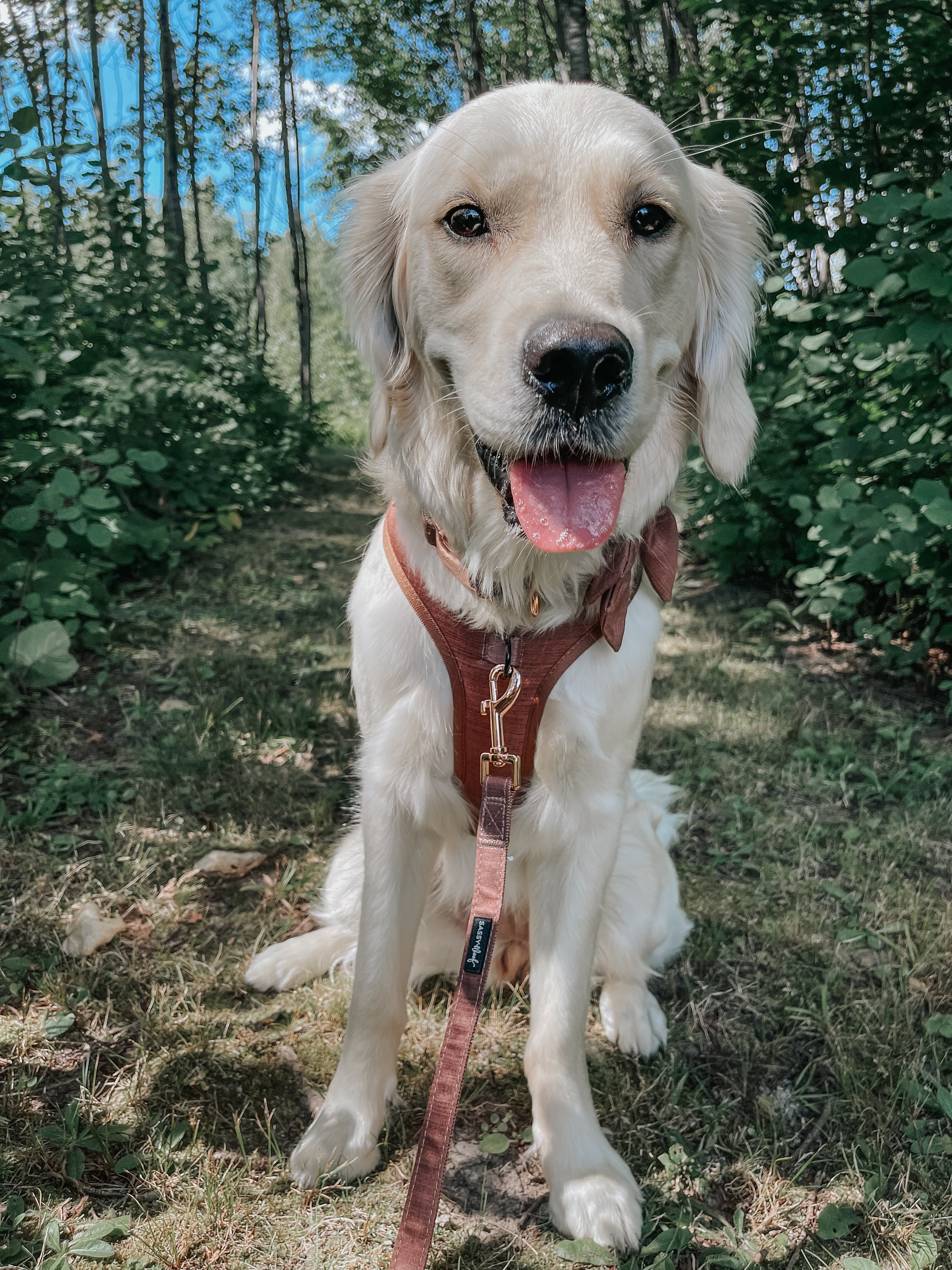 Dog Adjustable Harness - Teddy