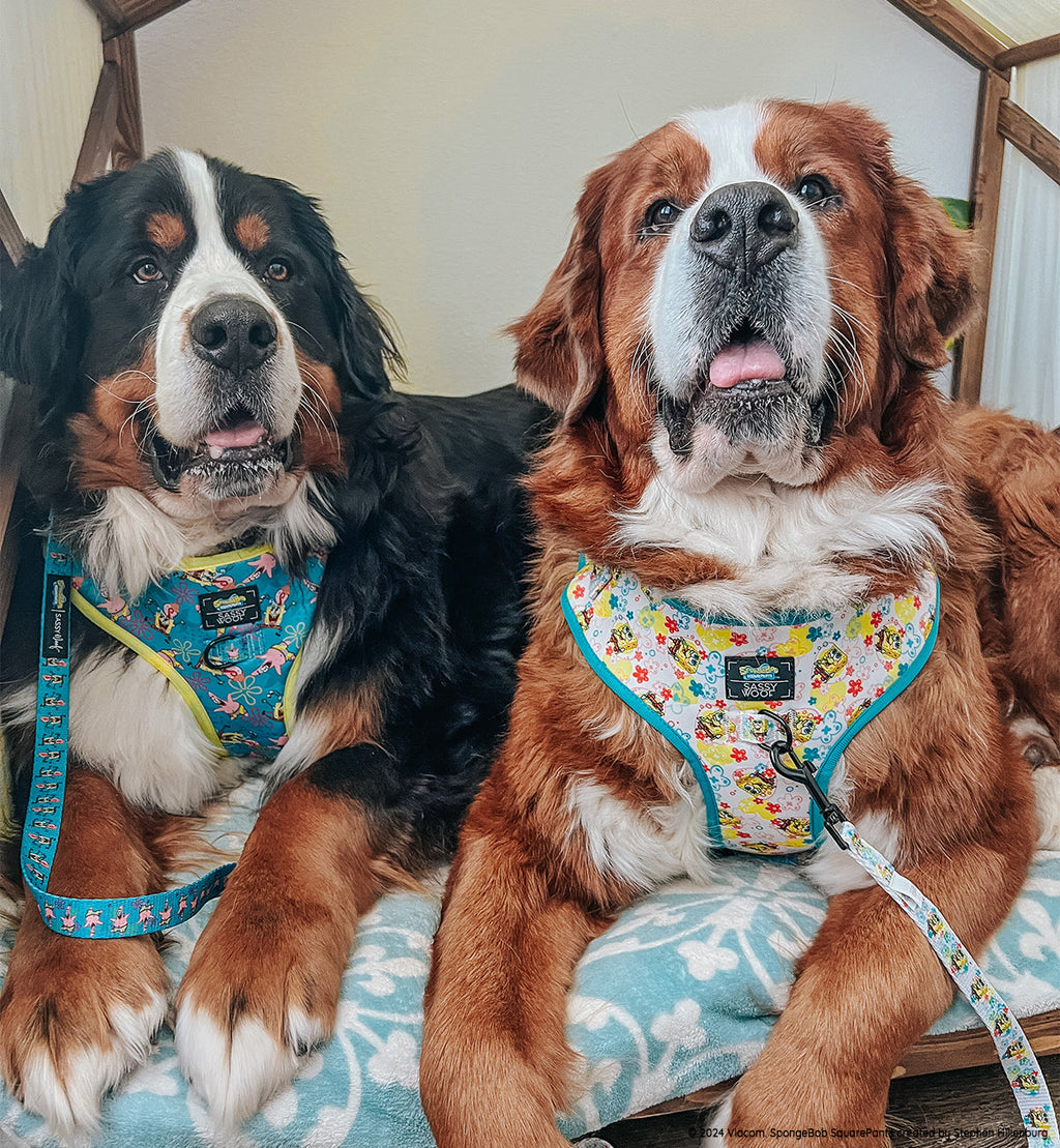 Dog Adjustable Harness - SpongeBob SquarePants™ Jelly Fishin'