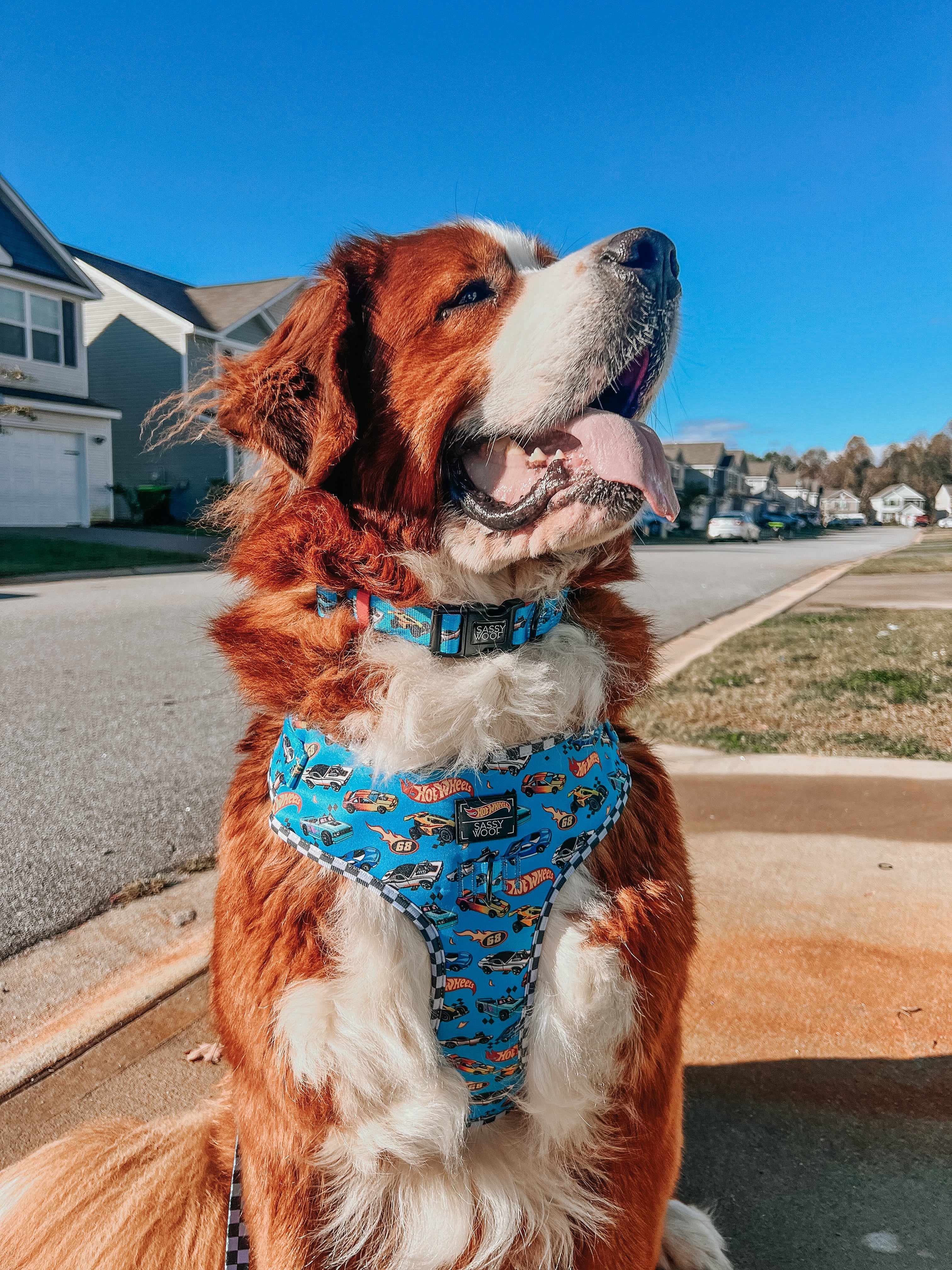 Dog Collar - Hot Wheels™
