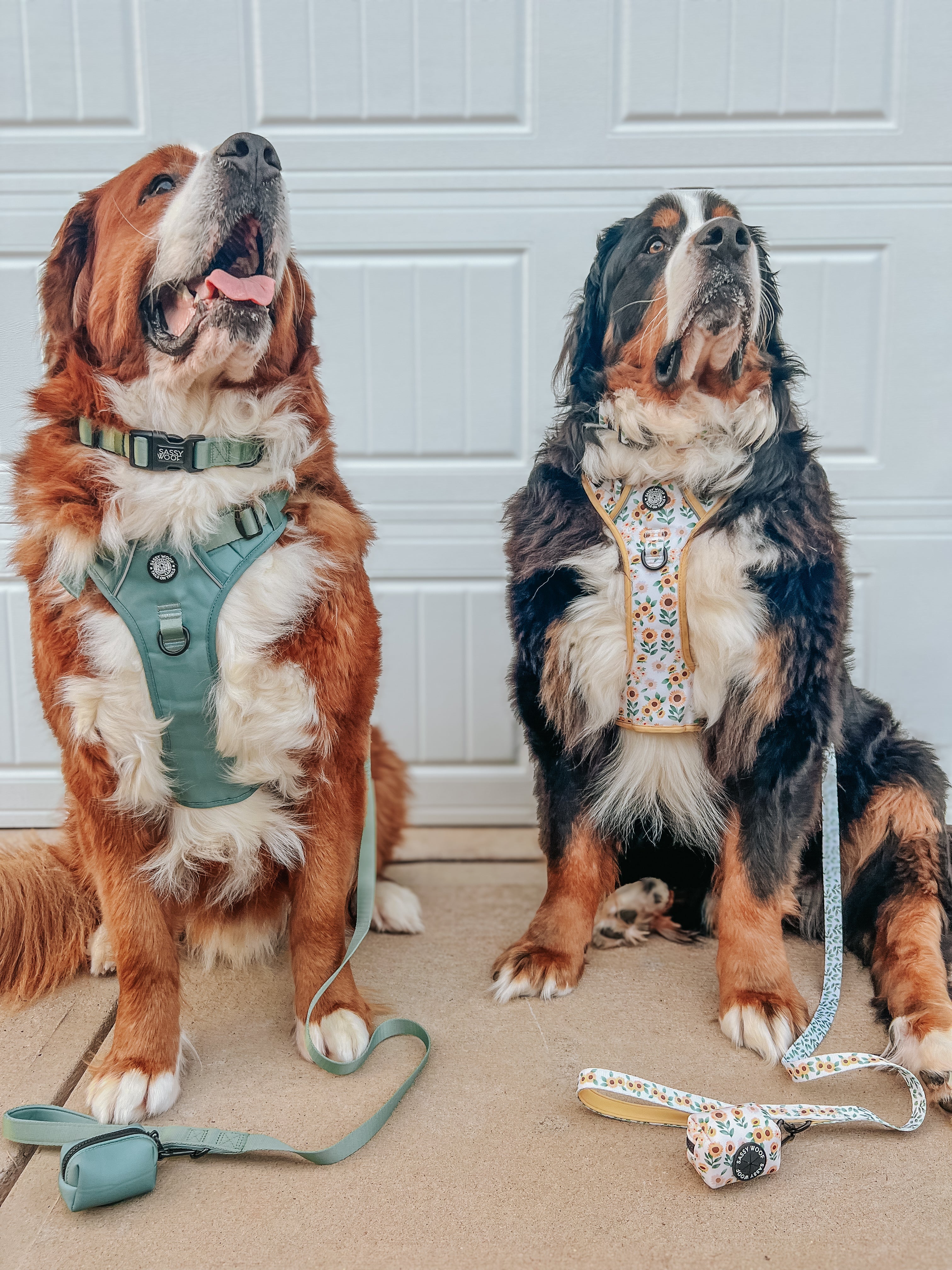 Dog Collar - Sage