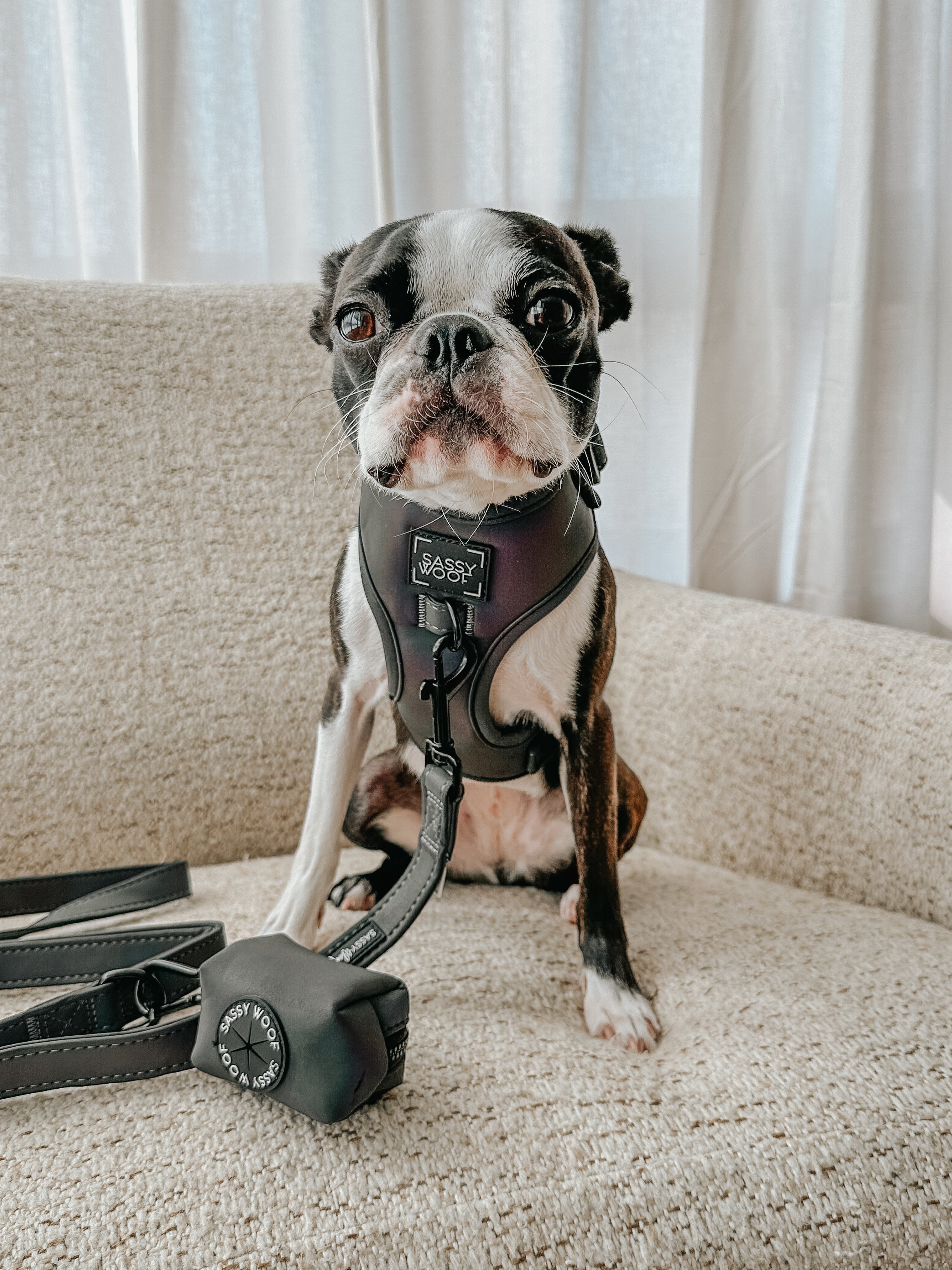 Dog Adjustable Harness - Reflection