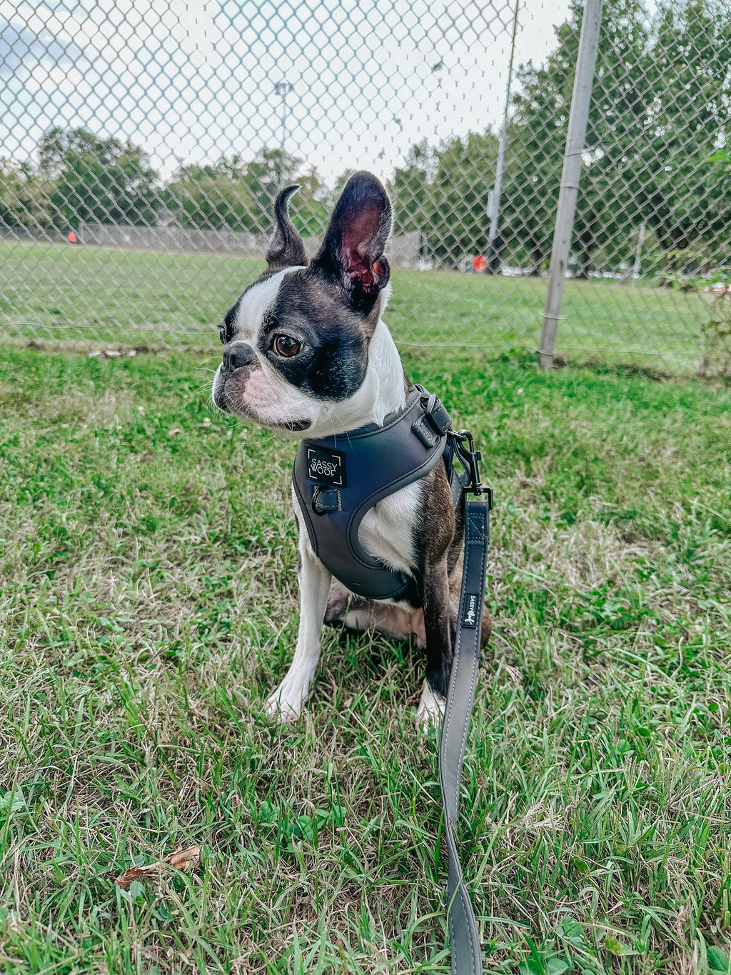 Dog Leash - Reflection