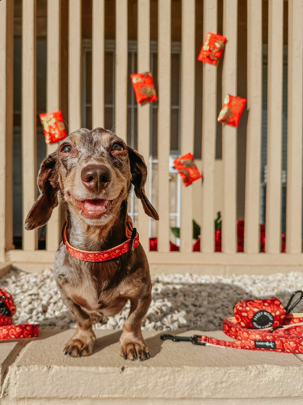 Dog Collar - Lucky Dragon
