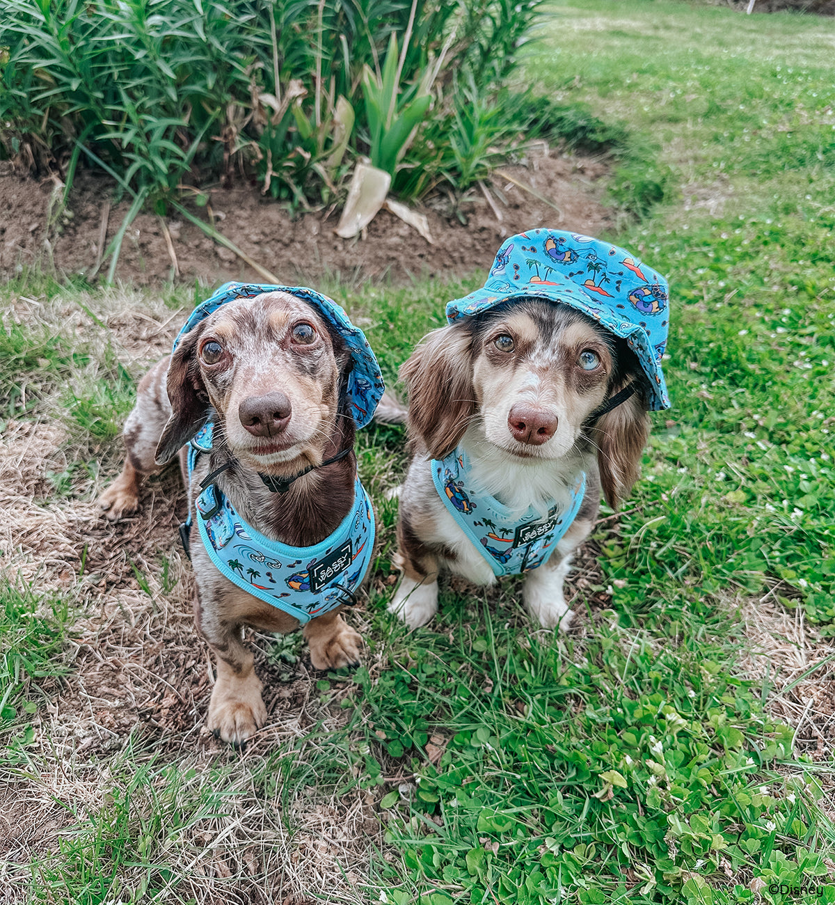 Dog Collar - Disney's Stitch