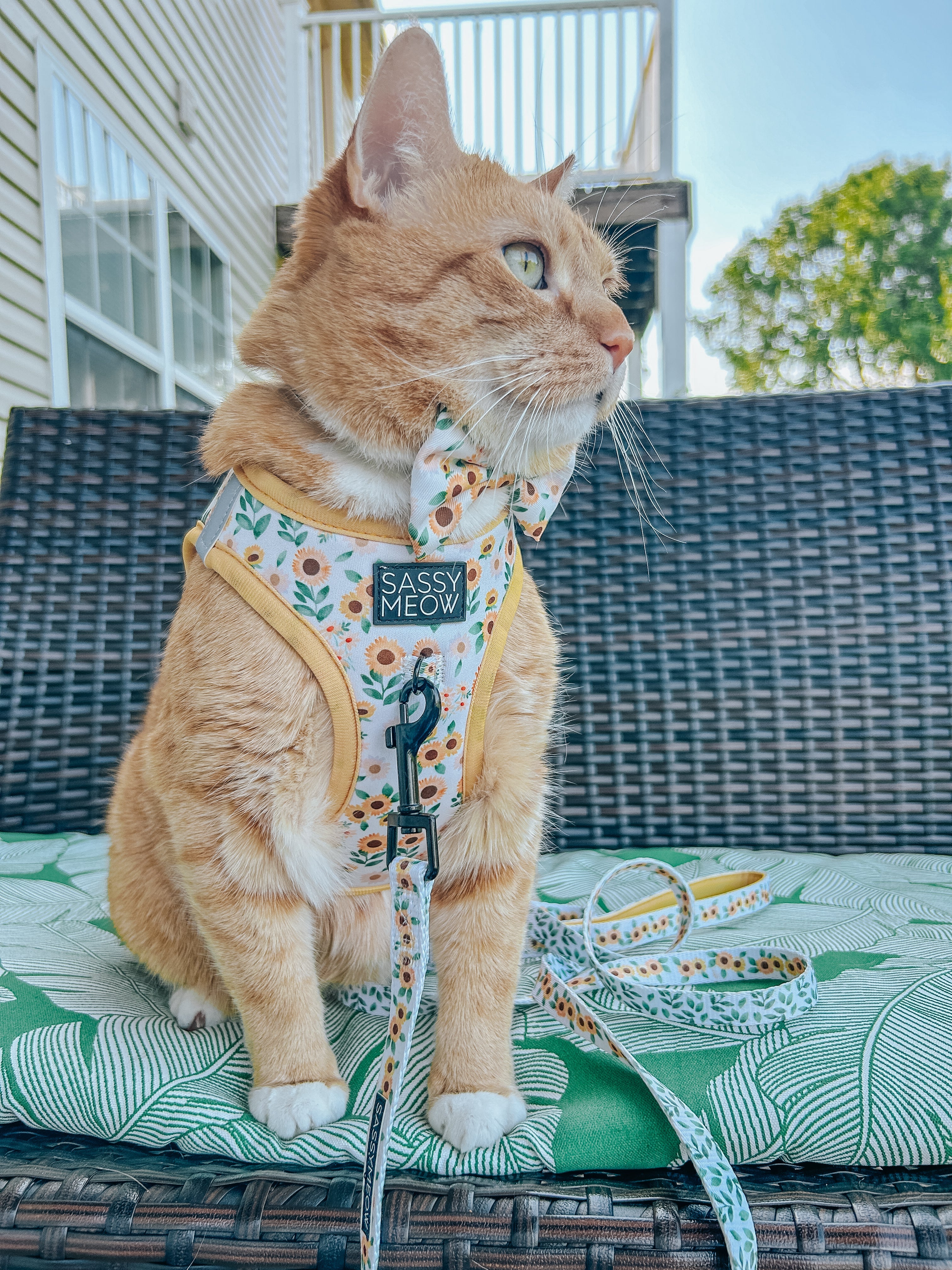 Cat Collar - Sunflower Dreams
