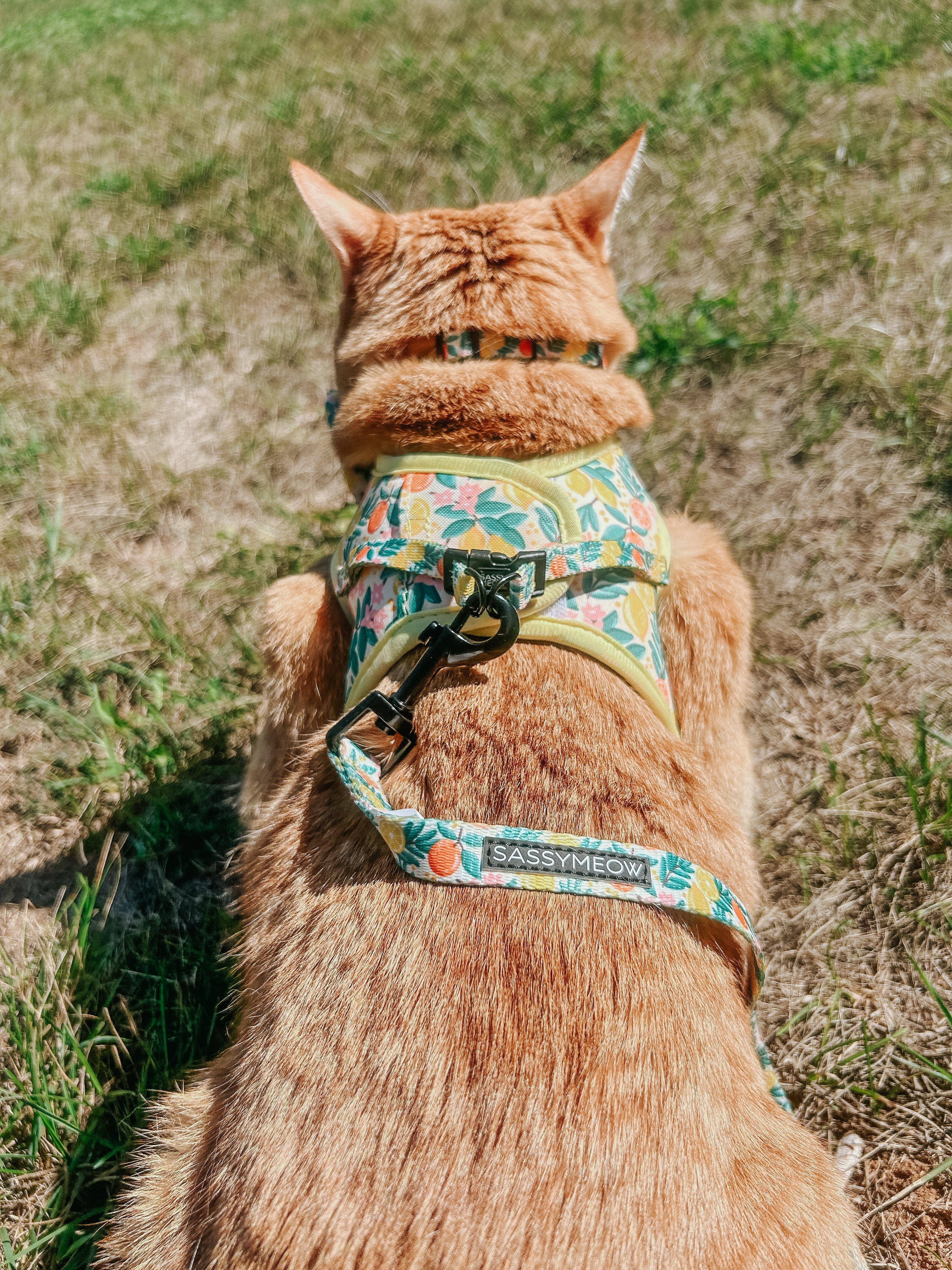 Cat Leash - Zest Friends