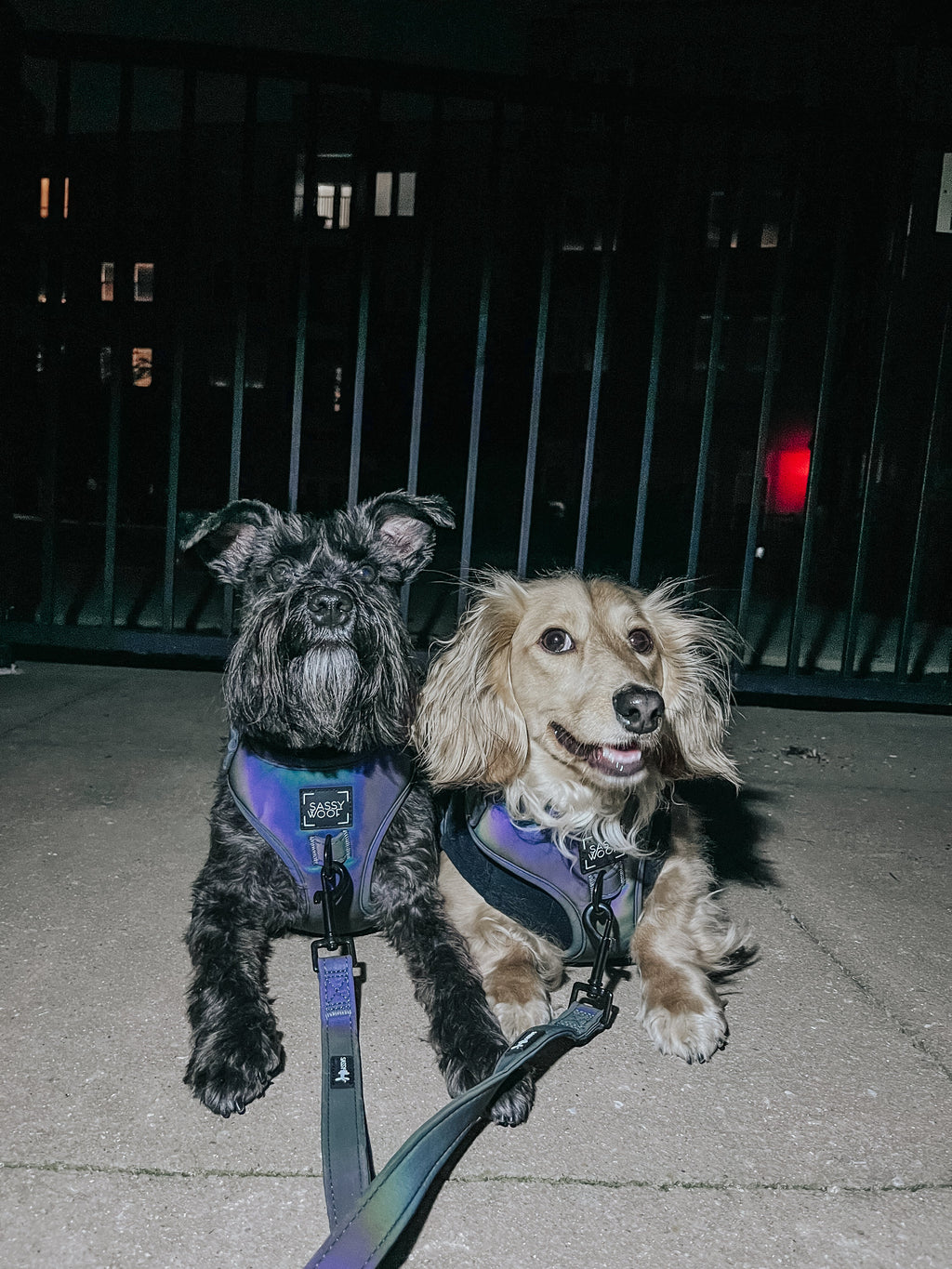 Dog Leash - Reflection