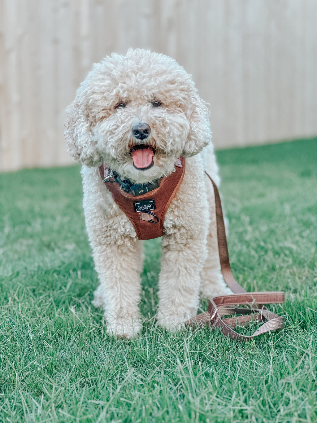 Dog Leash - Teddy