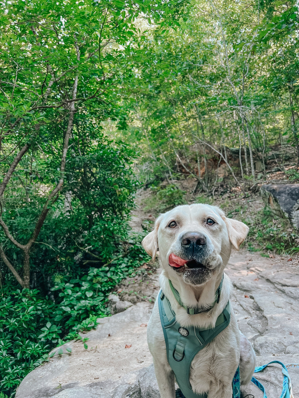 Dog Step-in Harness - Sage