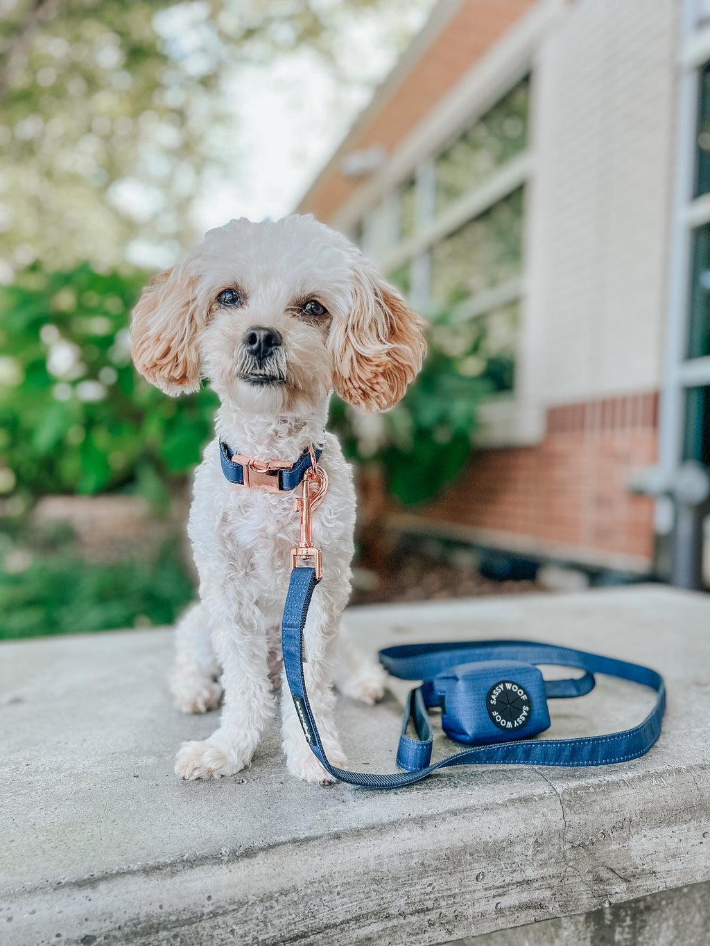 Dog Collar - Twilight