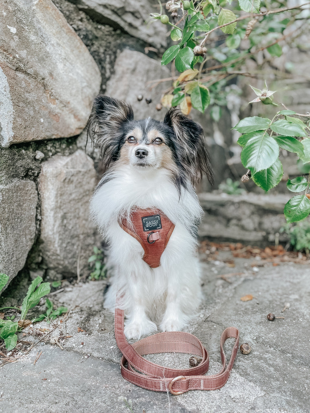 Dog Adjustable Harness - Teddy
