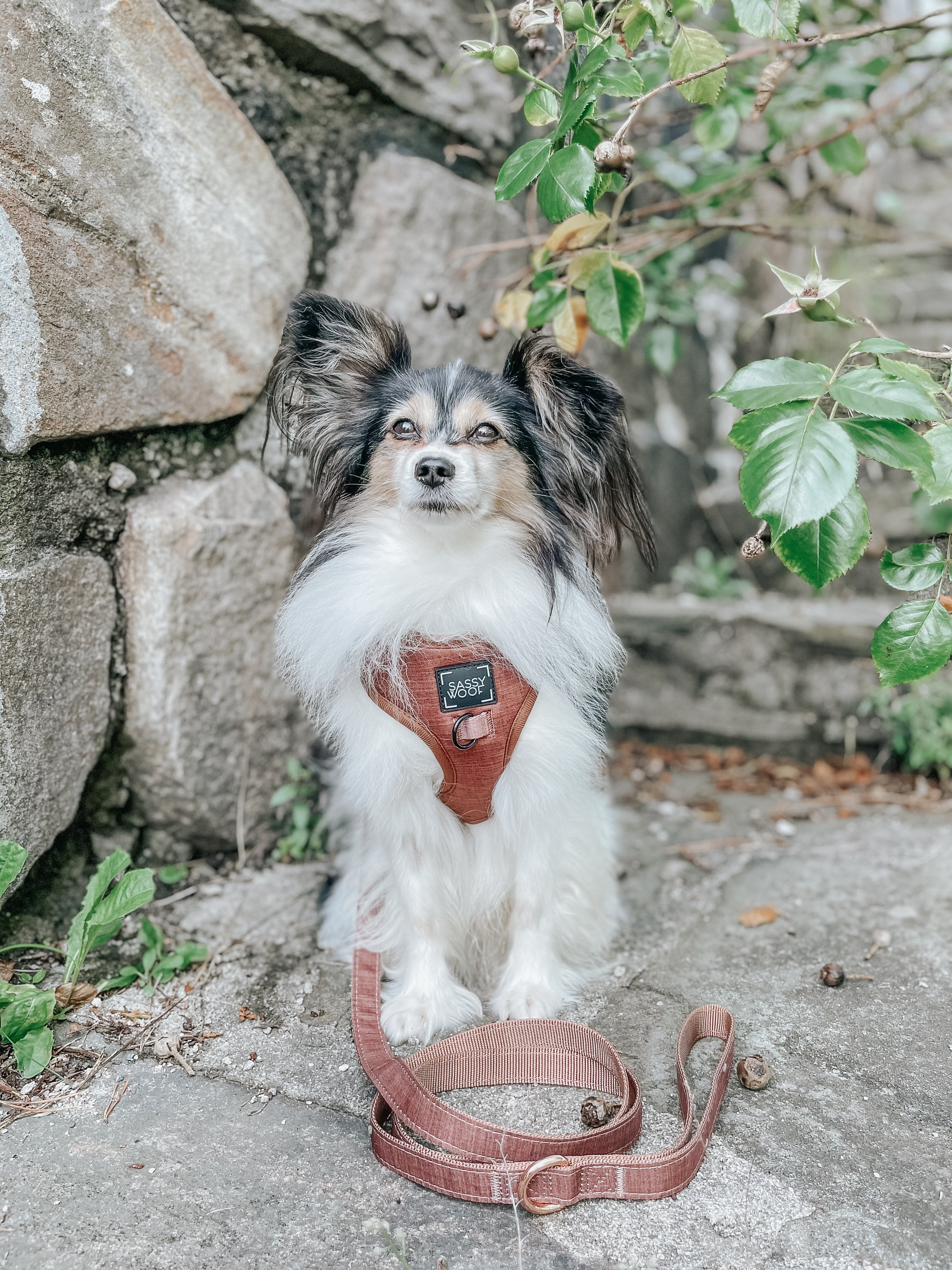 Dog Adjustable Harness - Teddy