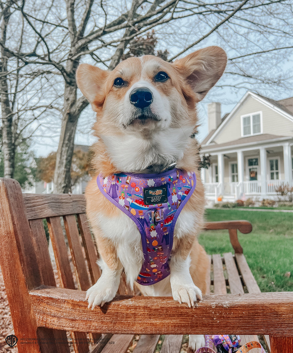 Dog Adjustable Harness - Willy Wonka & The Chocolate Factory™