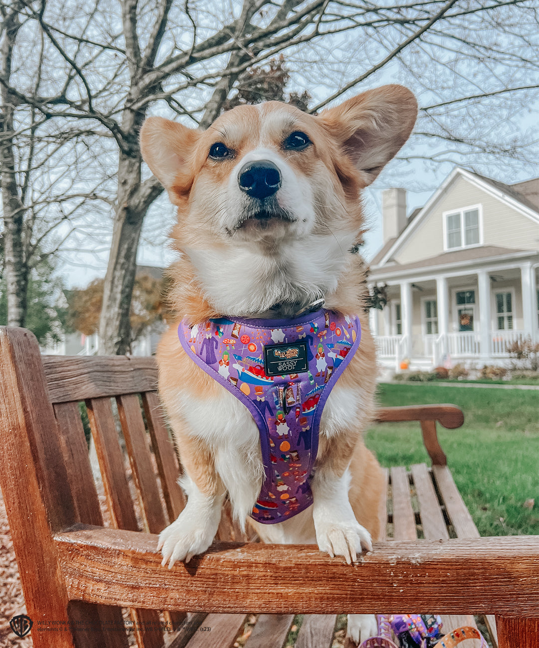 Dog Adjustable Harness - Willy Wonka & The Chocolate Factory™