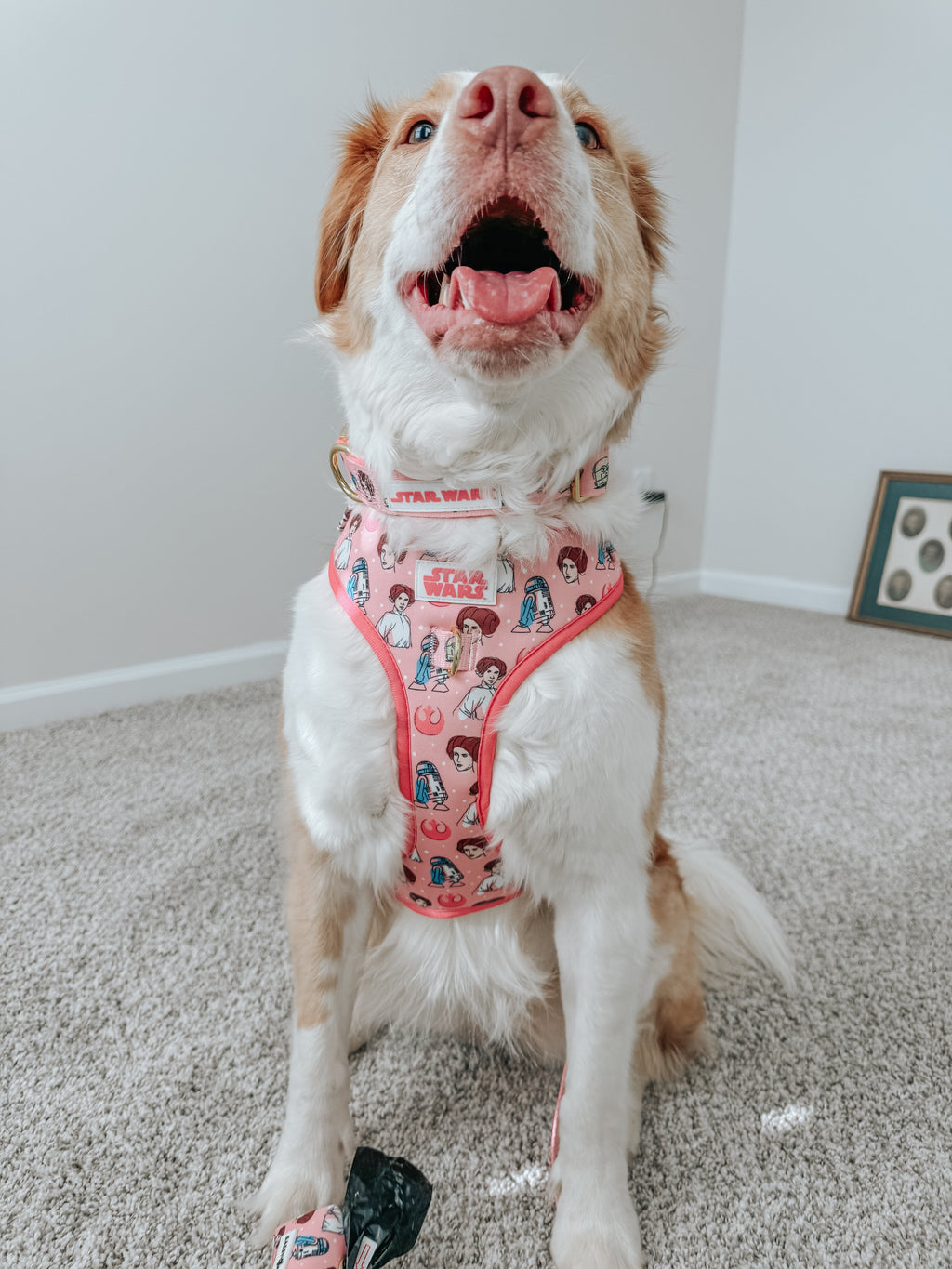Dog Collar - STAR WARS™ Princess Leia