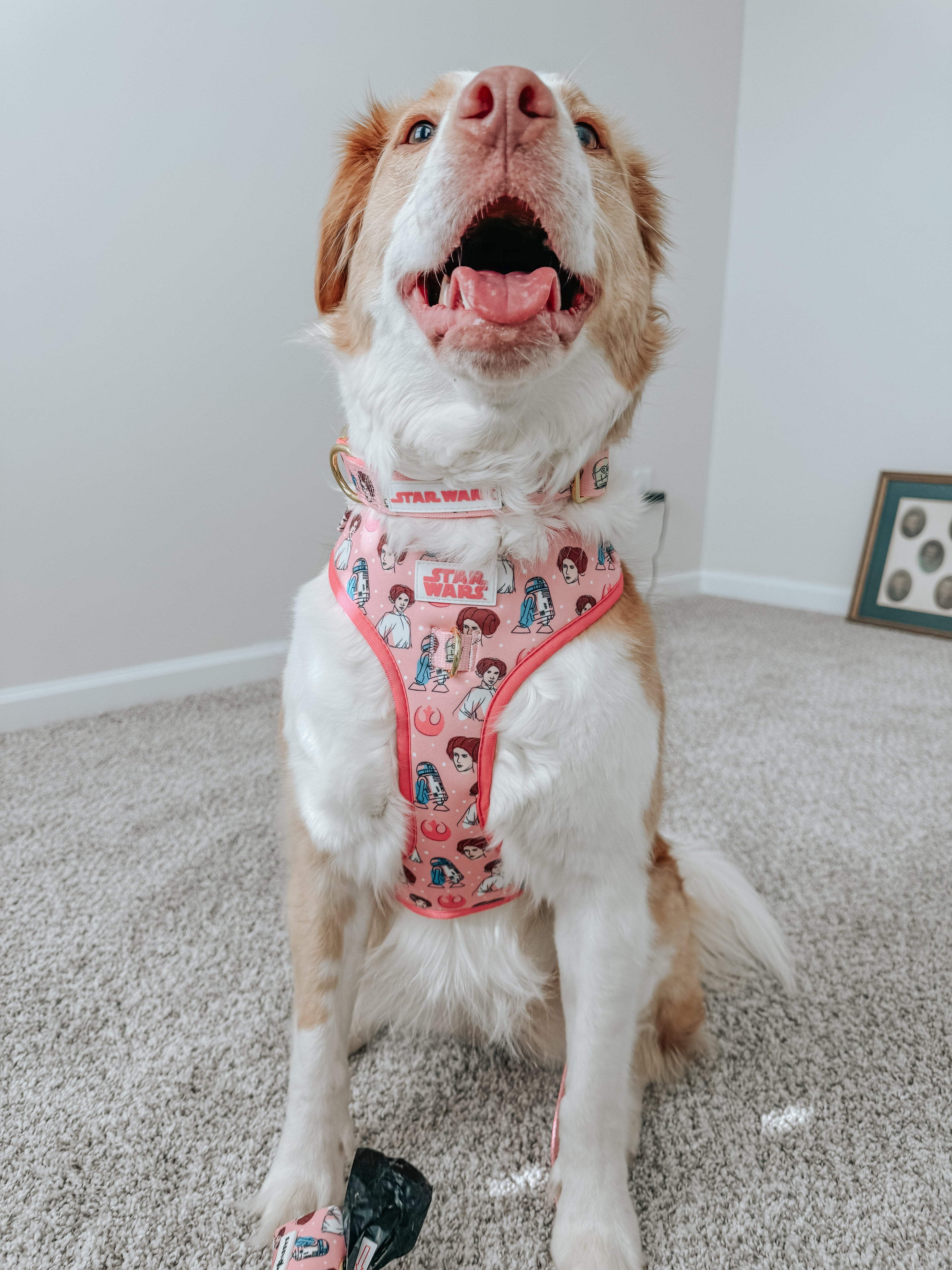 Dog Adjustable Harness - STAR WARS™ Princess Leia