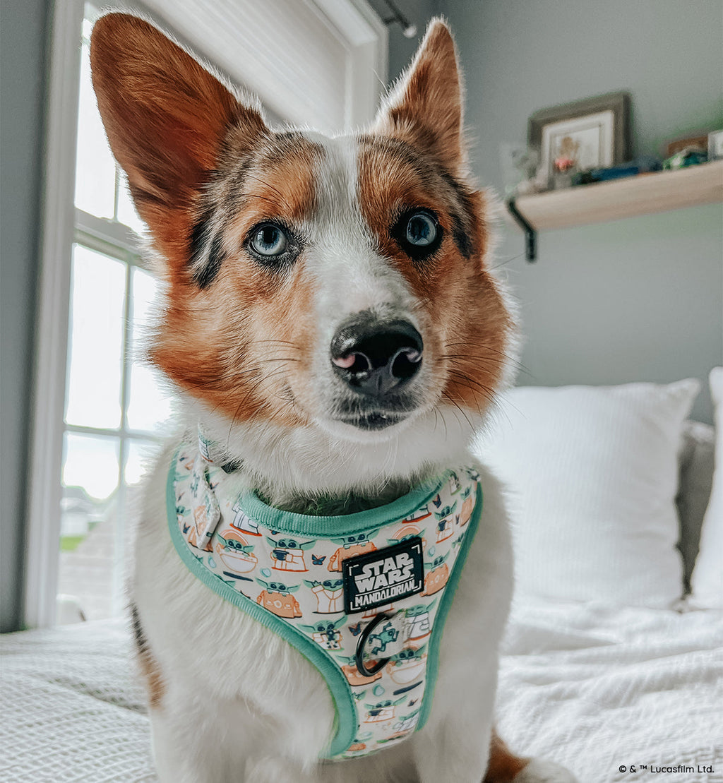 Dog Adjustable Harness - STAR WARS™ The Child™