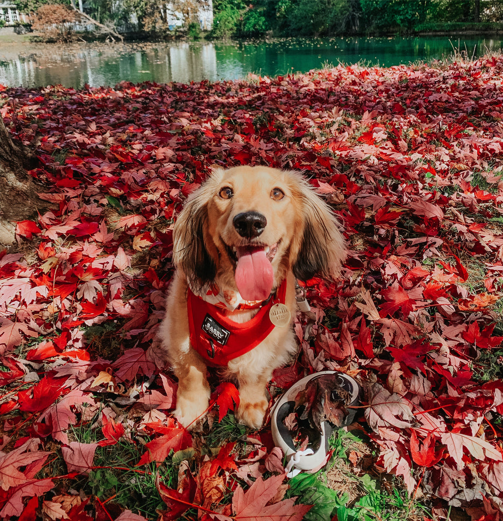 Dog Adjustable Harness - Merlot
