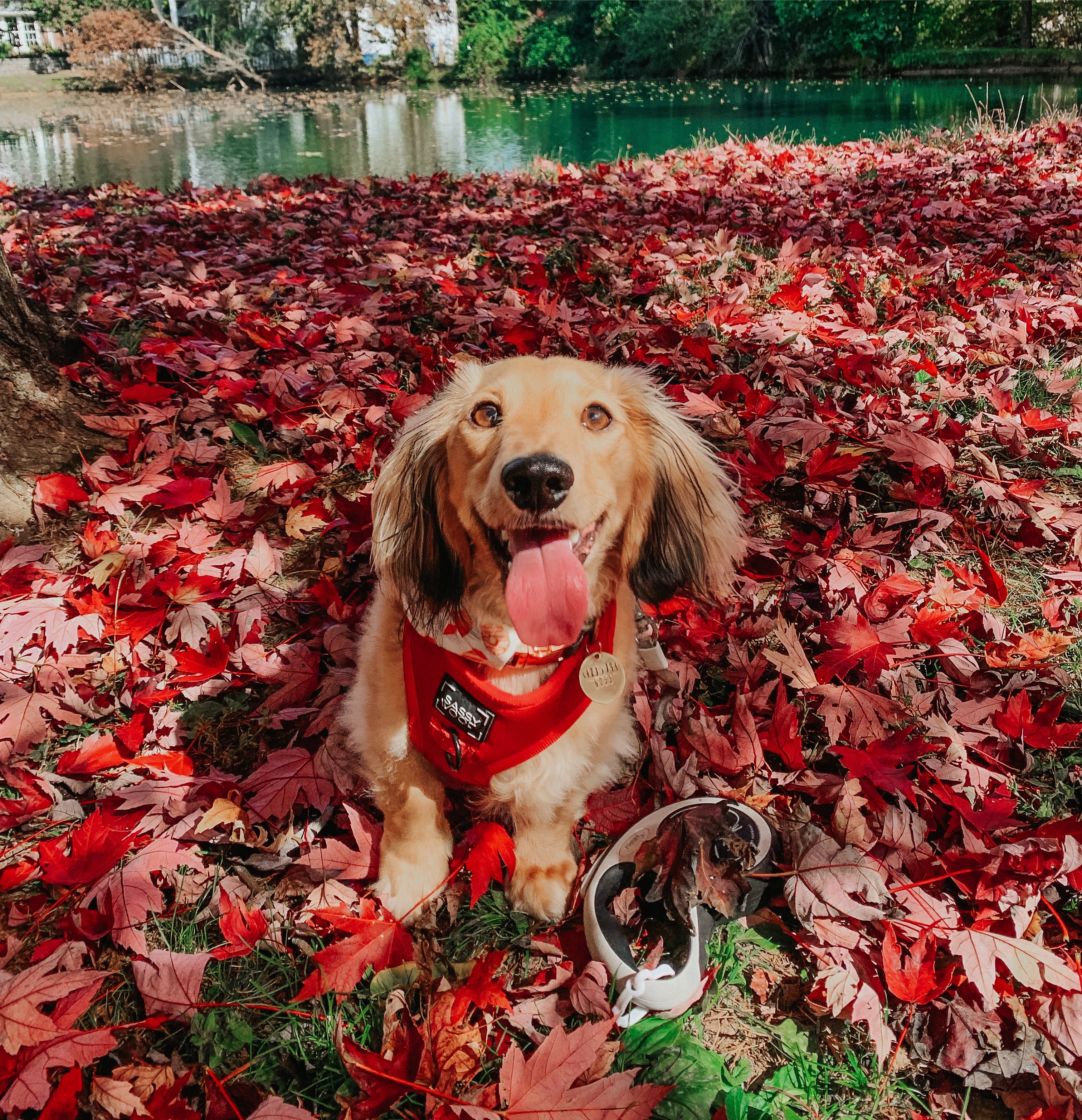 Dog Adjustable Harness - Merlot