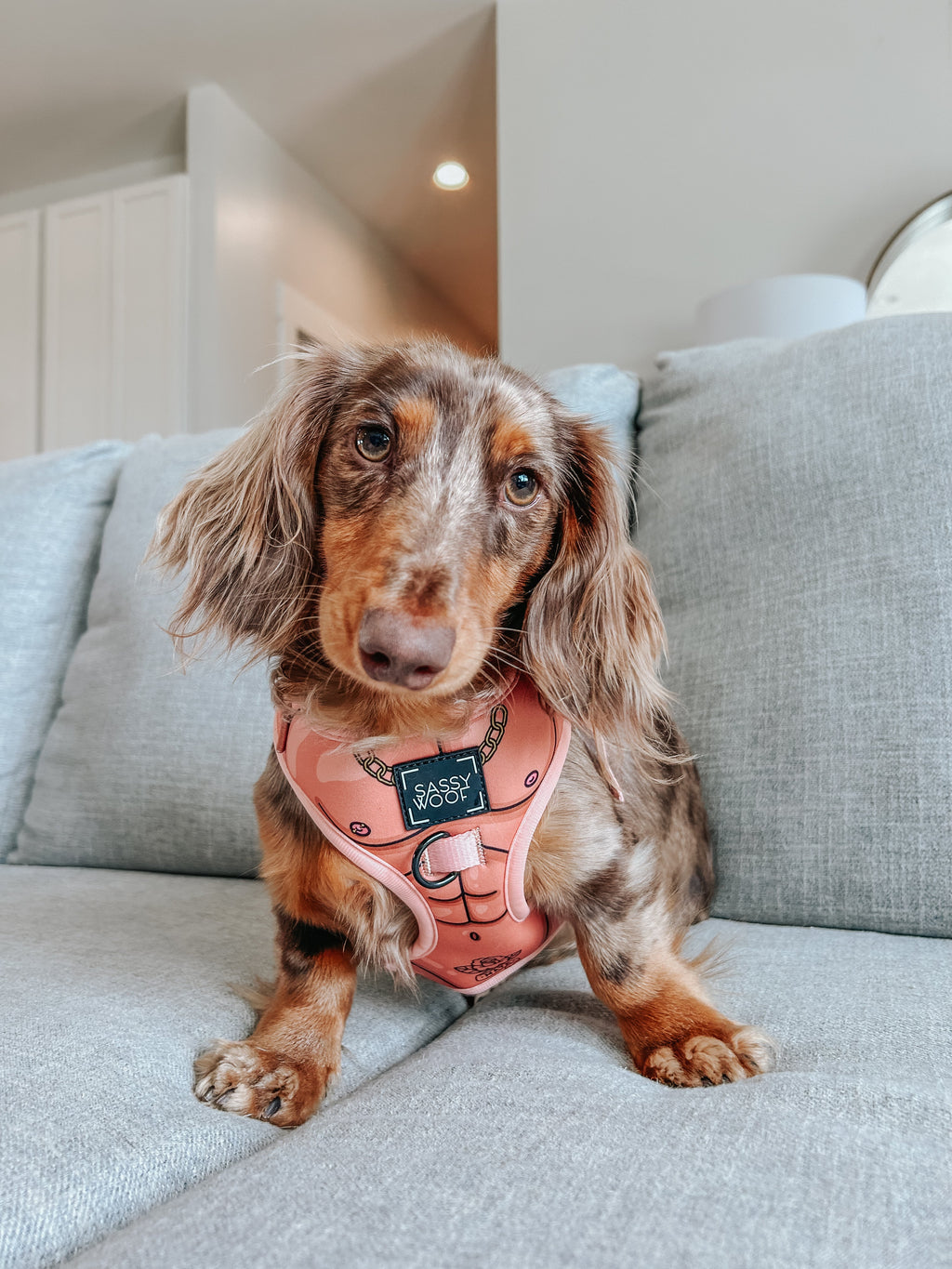Dog Adjustable Harness - Muscle Bod