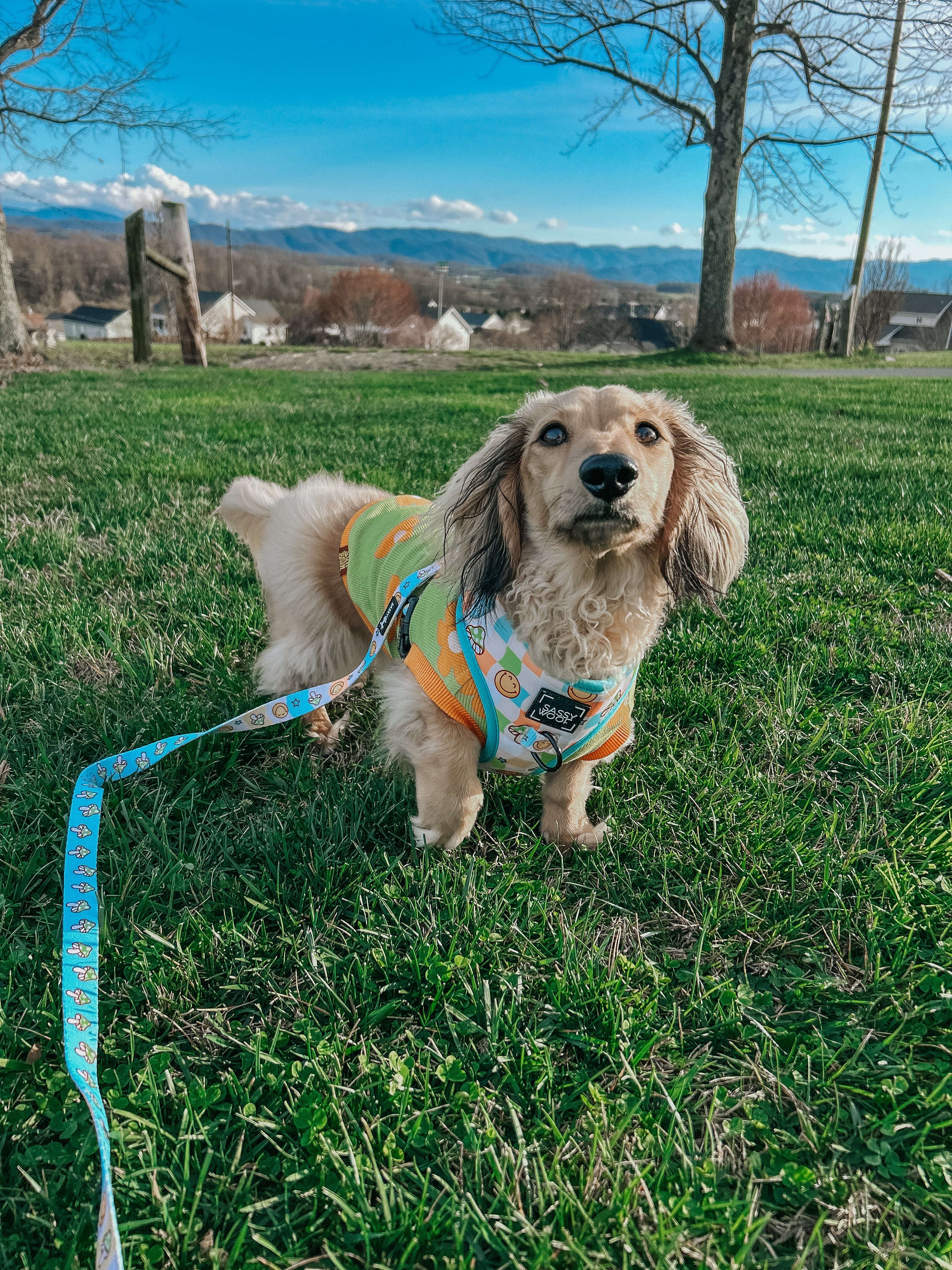 Dog Adjustable Harness - Mush Love