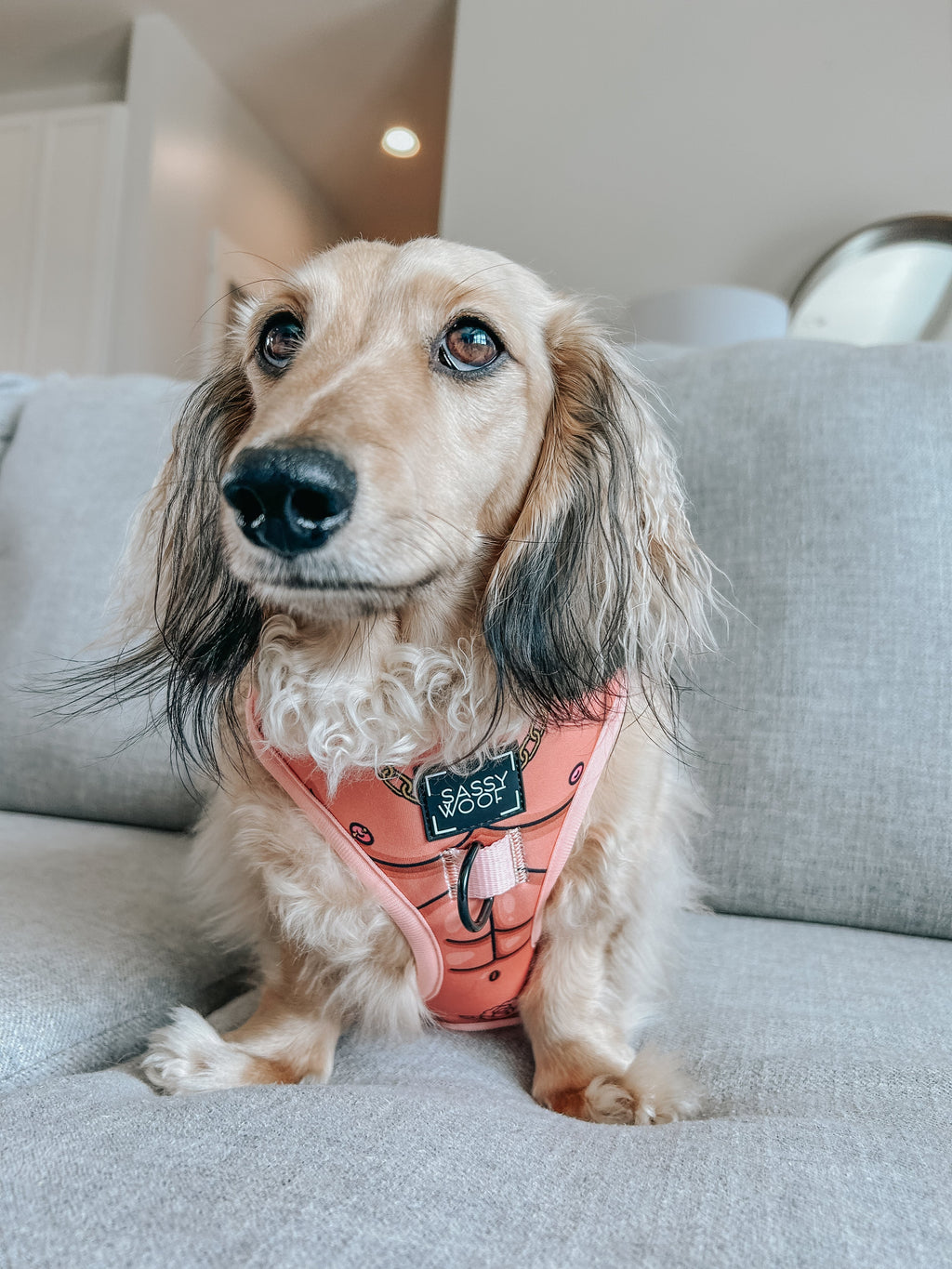 Dog Adjustable Harness - Muscle Bod