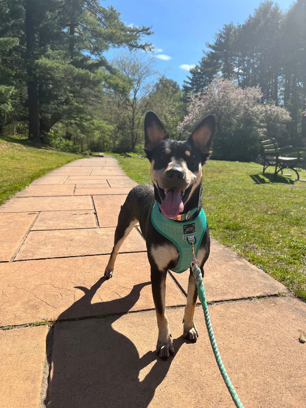 Dog Reversible Harness - Wag Your Teal