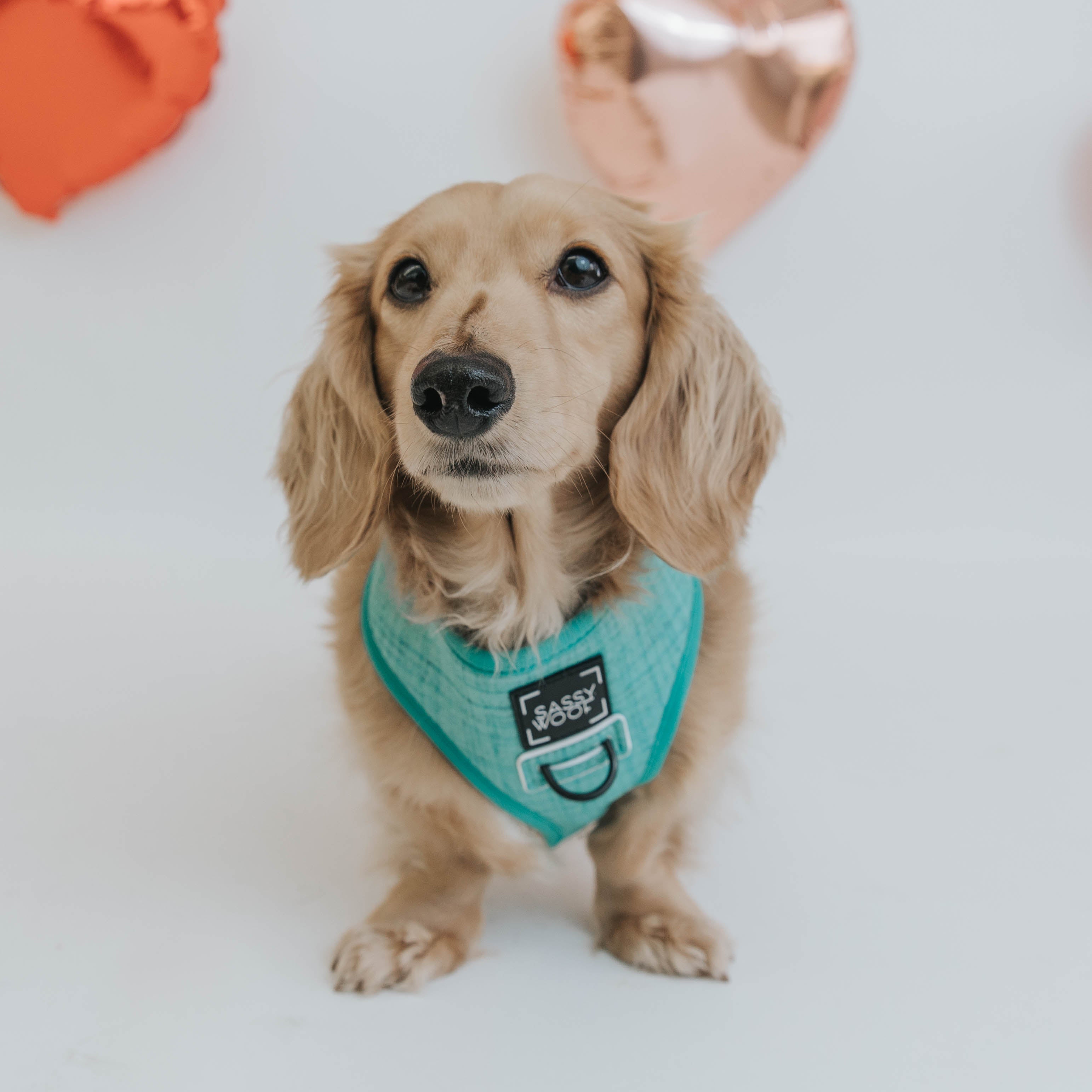 Dog Reversible Harness - Wag Your Teal